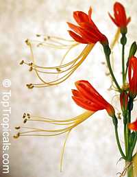 Eucrosia bicolor , Peruvian Lily

Click to see full-size image