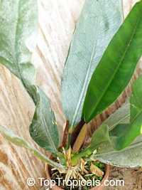 Anthurium coriaceum, Pothos coriacea, Paddle-leaf Anthurium 

Click to see full-size image