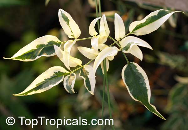 Jasminum polyanthum, Jasminum blinii, Jasminum delafieldii, Pink jasmine, Winter Jasmine, French Perfume. Jasminum polyanthum Variegatum