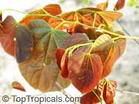 Gigasiphon macrosiphon, Bauhinia macrosiphon, Bauhinia ampla, Gigasiphon

Click to see full-size image