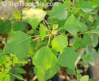 Triadica sebifera, Sapium sebiferum , Chinese Tallow, Popcorn Tree

Click to see full-size image
