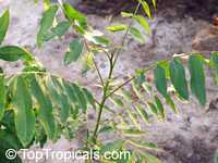 Harpephyllum caffrum, Wild Plum

Click to see full-size image