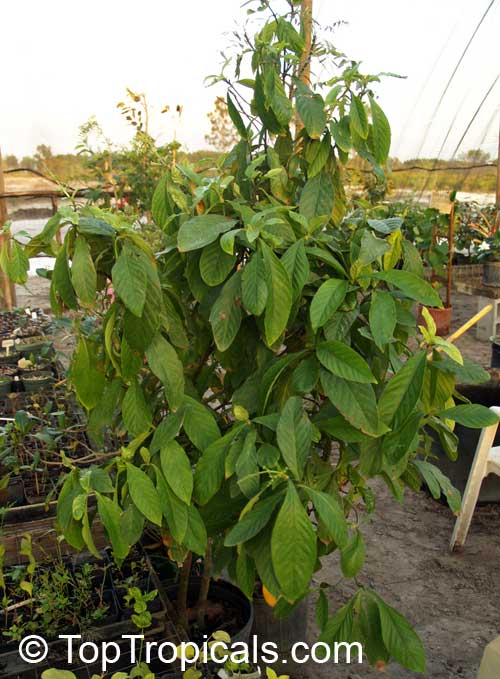 Psychotria viridis, Chacruna, Amiruca Panga, Sami Ruca, Reinha, Folha, Chacrona