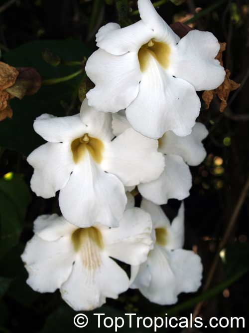 Thunbergia grandiflora Alba