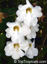 Thunbergia grandiflora Alba

Click to see full-size image
