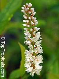 Itea virginica, Virginia Sweetspire

Click to see full-size image