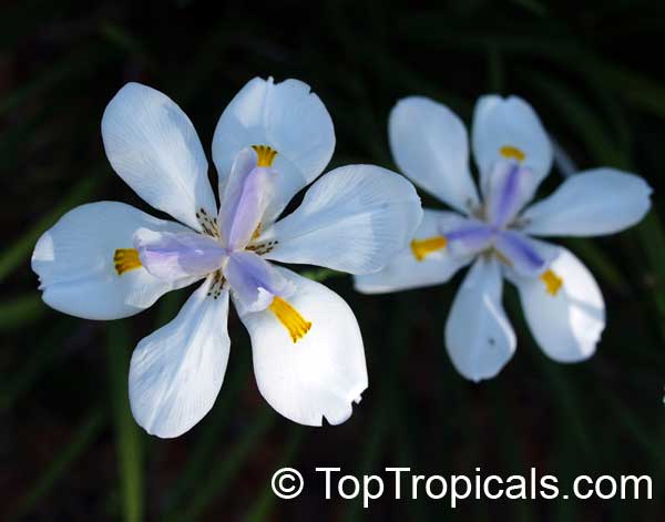 Dietes sp., Wild Iris, Fairy Iris, African Iris. Dietes grandiflora (?)