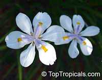 Dietes sp., Wild Iris, Fairy Iris, African Iris

Click to see full-size image
