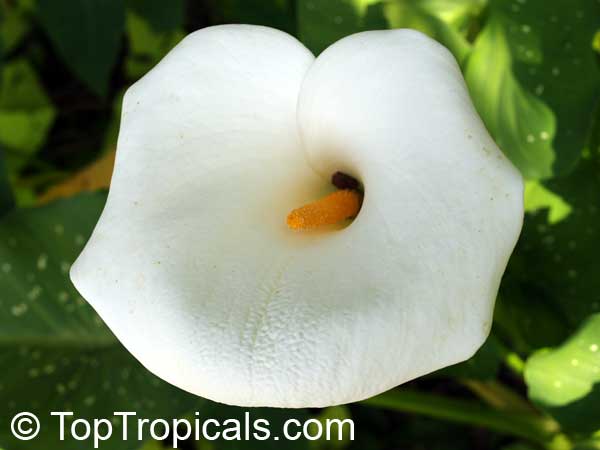 Zantedeschia aethiopica, Calla aethiopica, Arum Lily, Calla Lily. Zantedeschia aethiopica White Giant