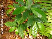 Coffea canephora, Coffea robusta, Coffee

Click to see full-size image