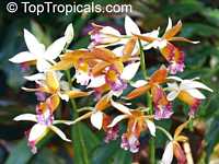 Phaius tankervilleae, Chinese Ground Orchid, Nun Orchid

Click to see full-size image