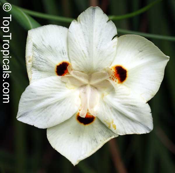 Dietes bicolor, Moraea bicolor, Evergreen Iris, Spanish Iris, African Iris