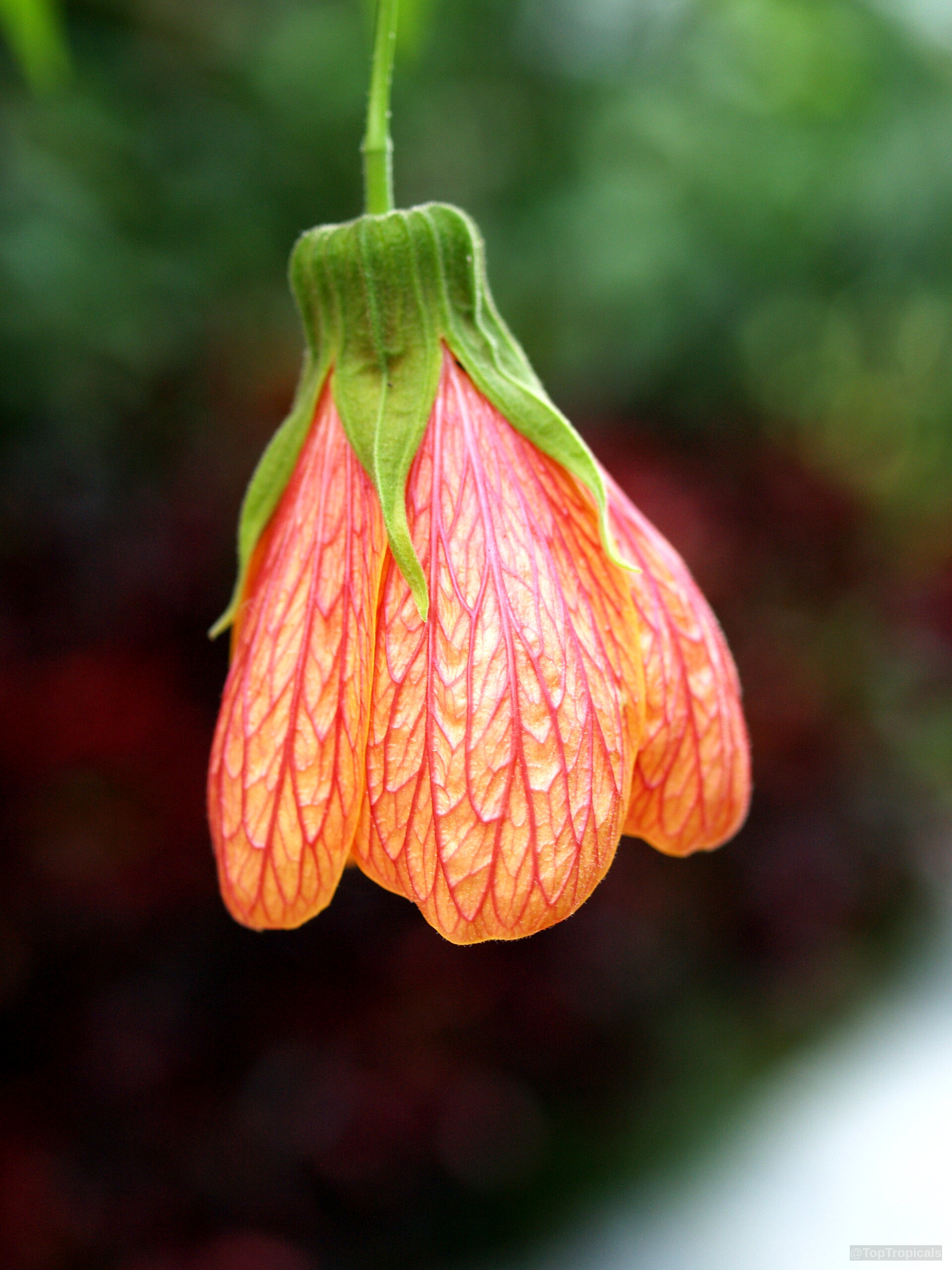 Abutilon sp. (Flowering Maple) orange hanging flower with prominent green calyx and veined petals Abutilon sp. (Flowering Maple) orange flower with green calyx in a close up