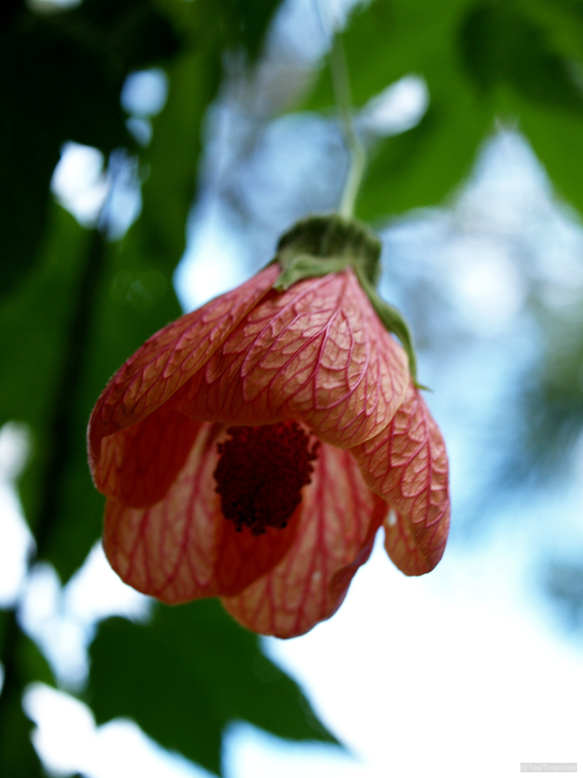 Abutilon sp. (Flowering Maple) peach bell shaped flower dangling from a thin green stem Abutilon sp. (Flowering Maple) peach bell shaped flower close up with green stems
