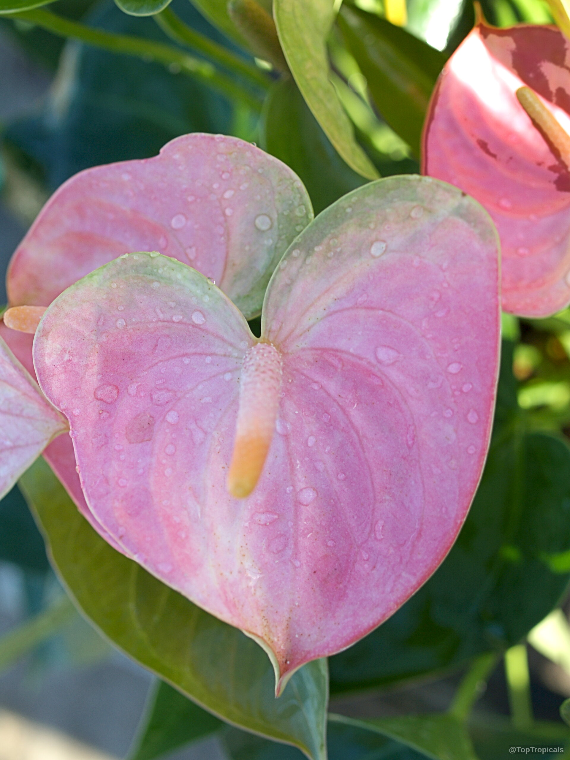 Anthurium andraeanum (Flamingo Flower) pink flower with water droplets on a glossy heart shaped surface. Anthurium andraeanum (Flamingo Flower) pink flower close up with water drops on waxy surface.