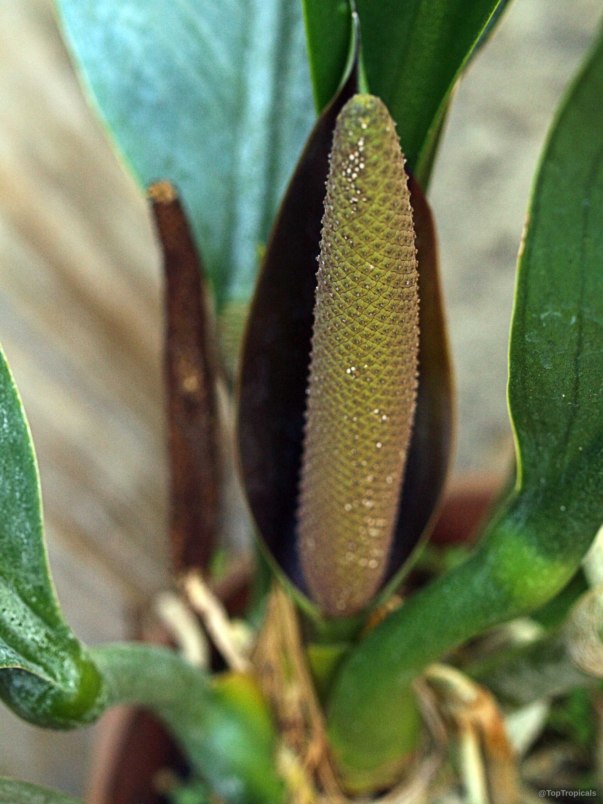 Anthurium coriaceum (Paddle-leaf Anthurium) shows a textured central spadix surrounded by a deep brown spathe. Anthurium coriaceum (Paddle-leaf Anthurium) with brown flower, close up of textured vertical central spadix.