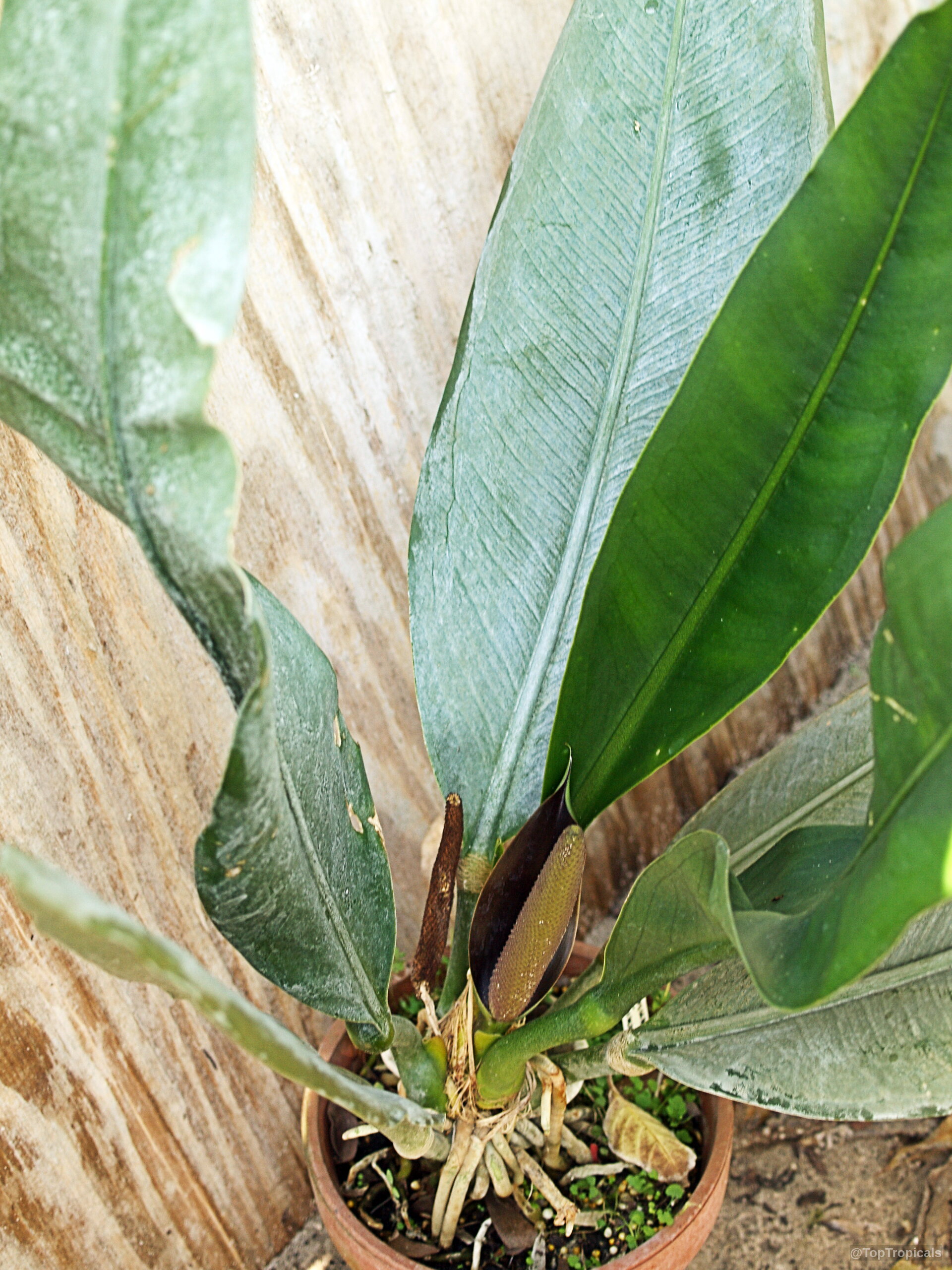 Anthurium coriaceum (Paddle-leaf Anthurium) growing in a clay pot with long narrow green foliage. Anthurium coriaceum (Paddle-leaf Anthurium) with long green leaves and a small dark brown flower.