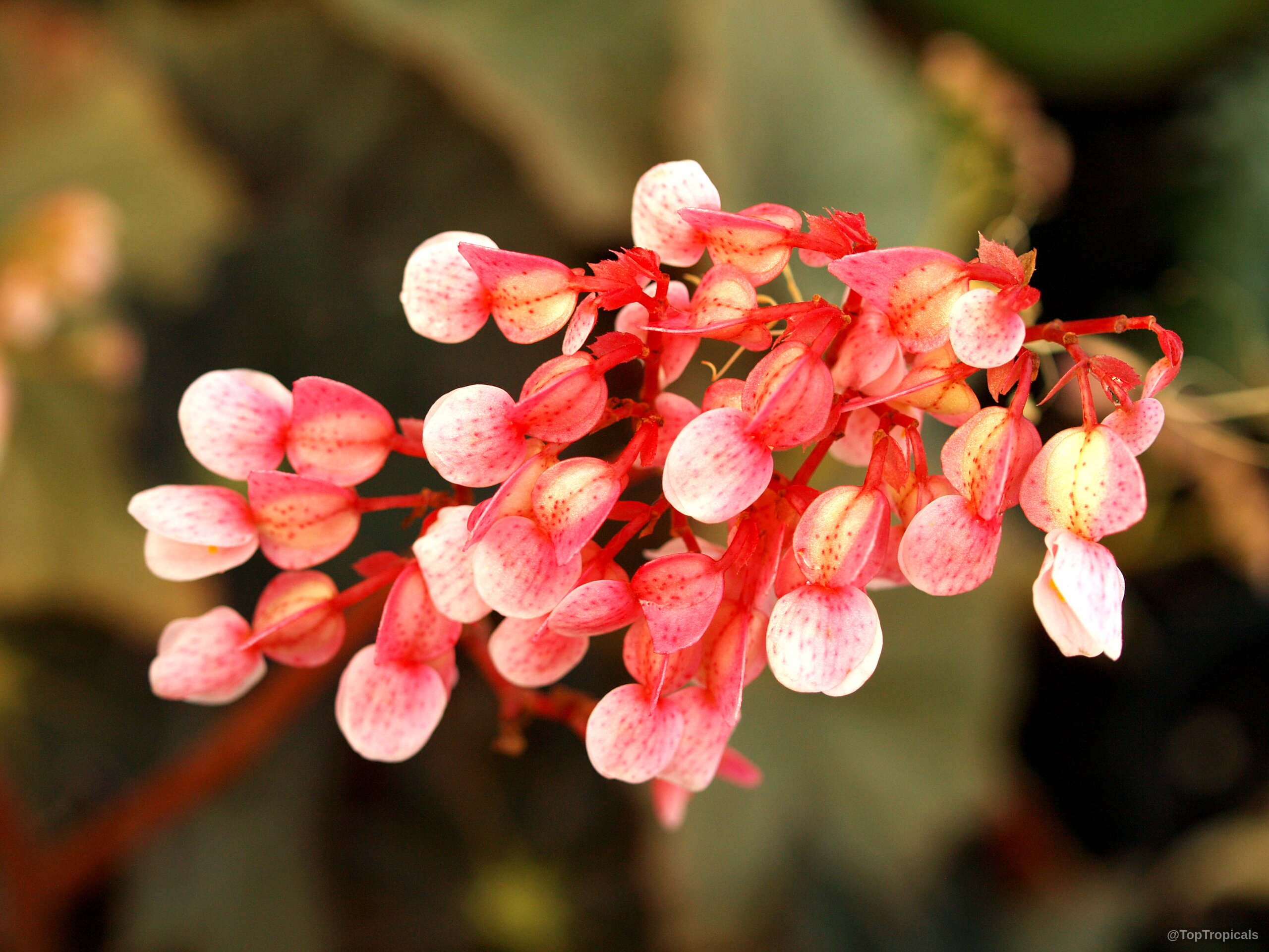 Begonia sp. (Begonia) pink flower clusters with round petals attached to slender reddish stems. Begonia sp. (Begonia) pink flower, close up of many small petals on thin stems.