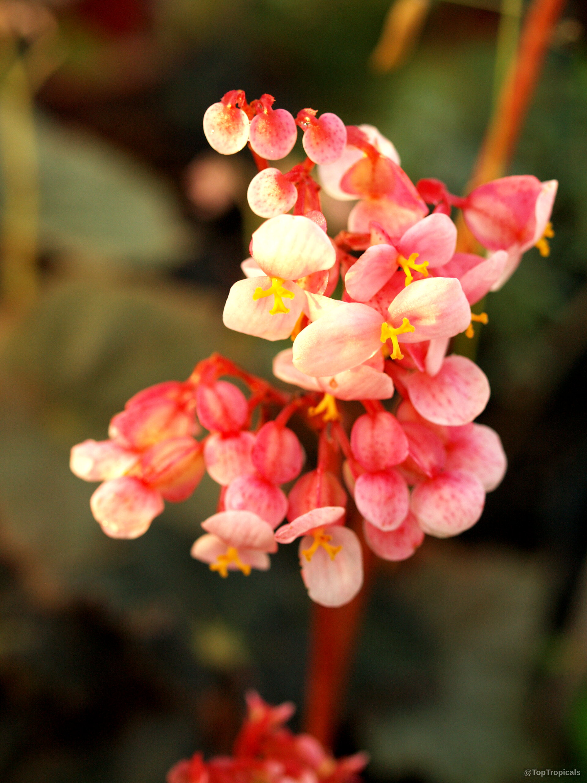 Begonia sp. (Begonia) flower cluster with small pink petals and yellow centers on thin stalks. Begonia sp. (Begonia) pink flower close up with small yellow centers on thin stems.