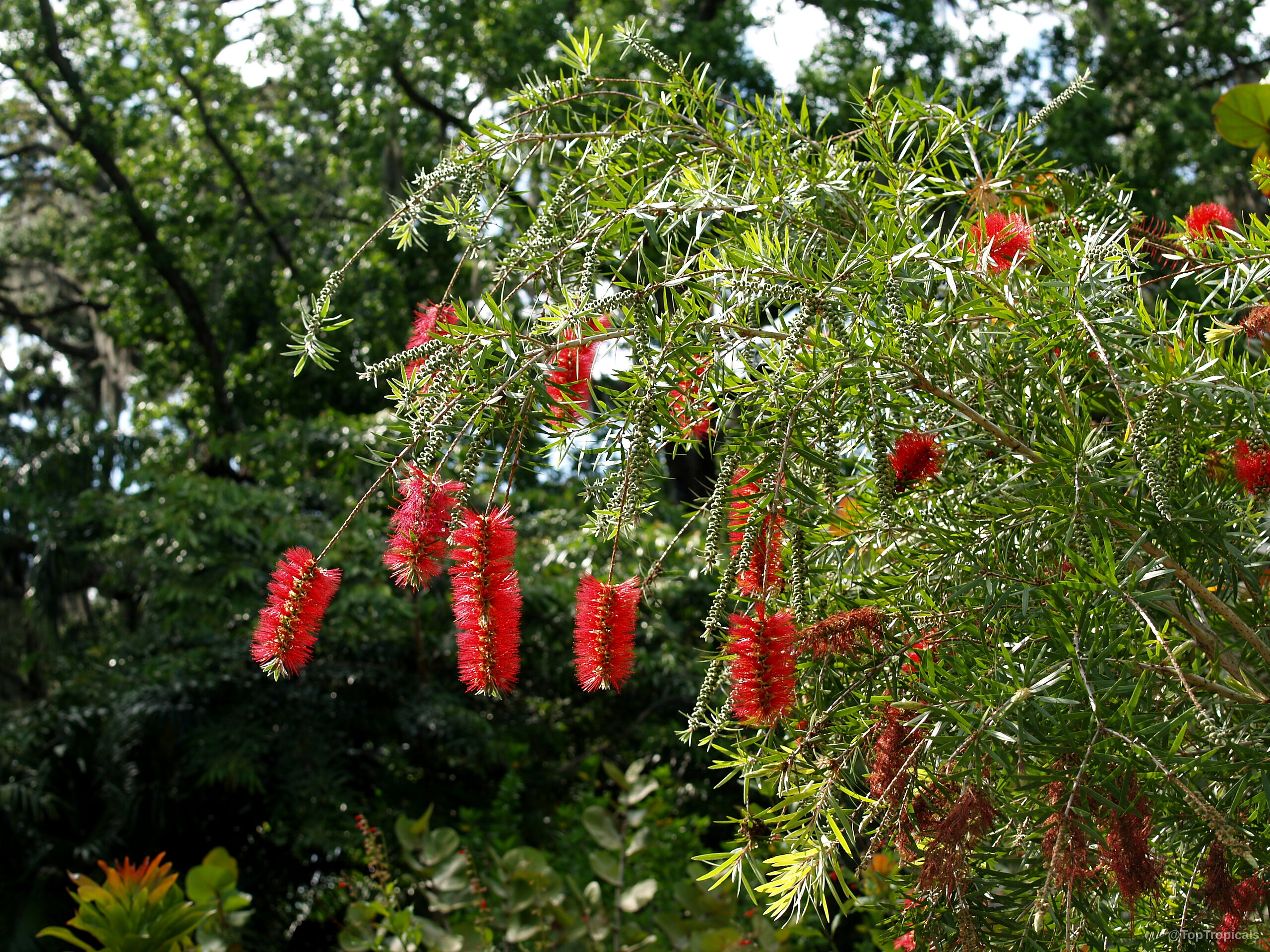 Callistemon sp. (Bottlebrush) with pendulous branches covered in distinct red flowers and narrow foliage. Callistemon sp. (Bottlebrush) with many red cylindrical flowers and thin green needle-like foliage.