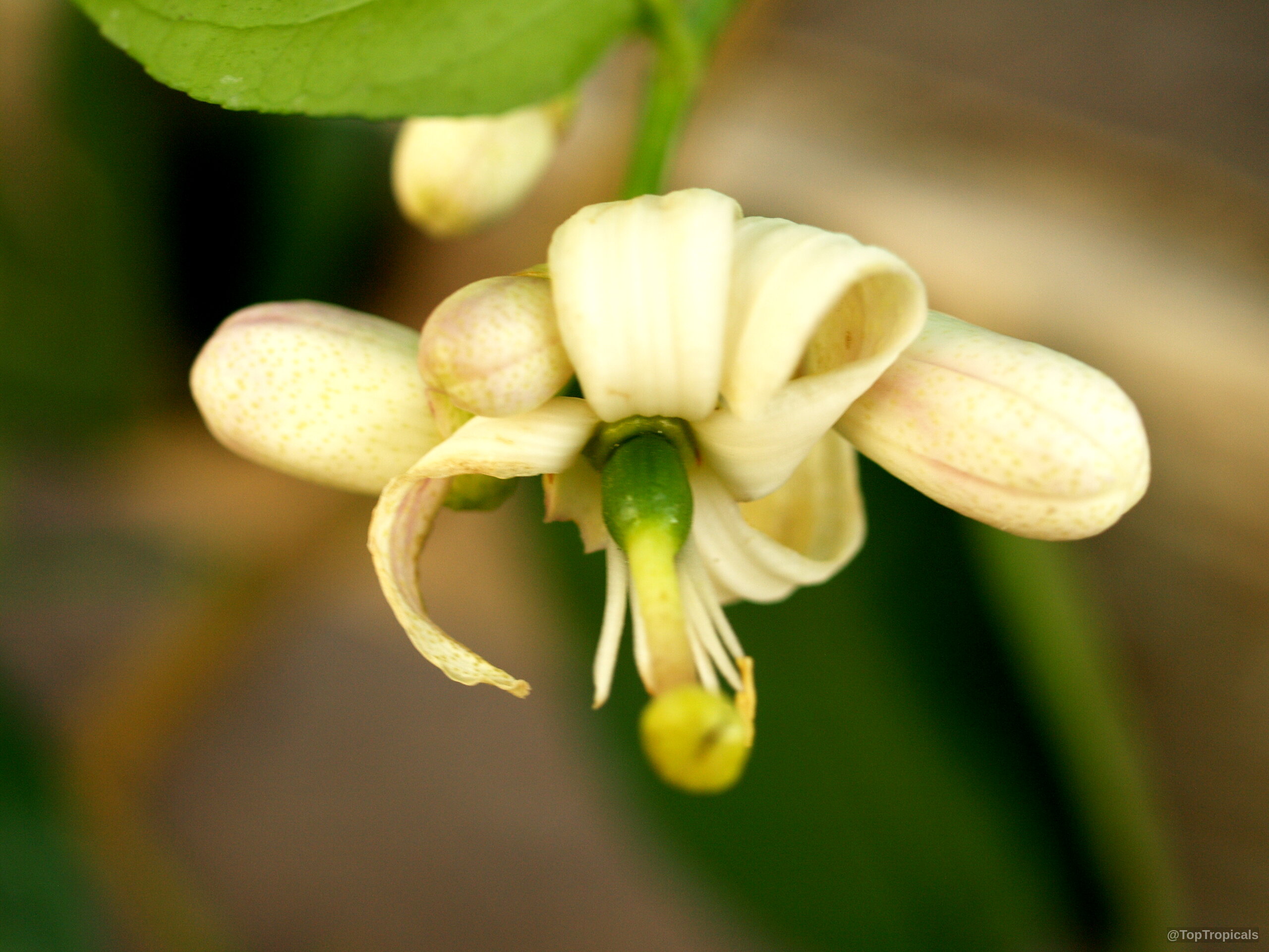 Citrus x tangelo (Tangelo) white flower with curved petals surrounding a central green ovary pistil Citrus x tangelo (Tangelo) white flower, close up of waxy petals and green center ovary