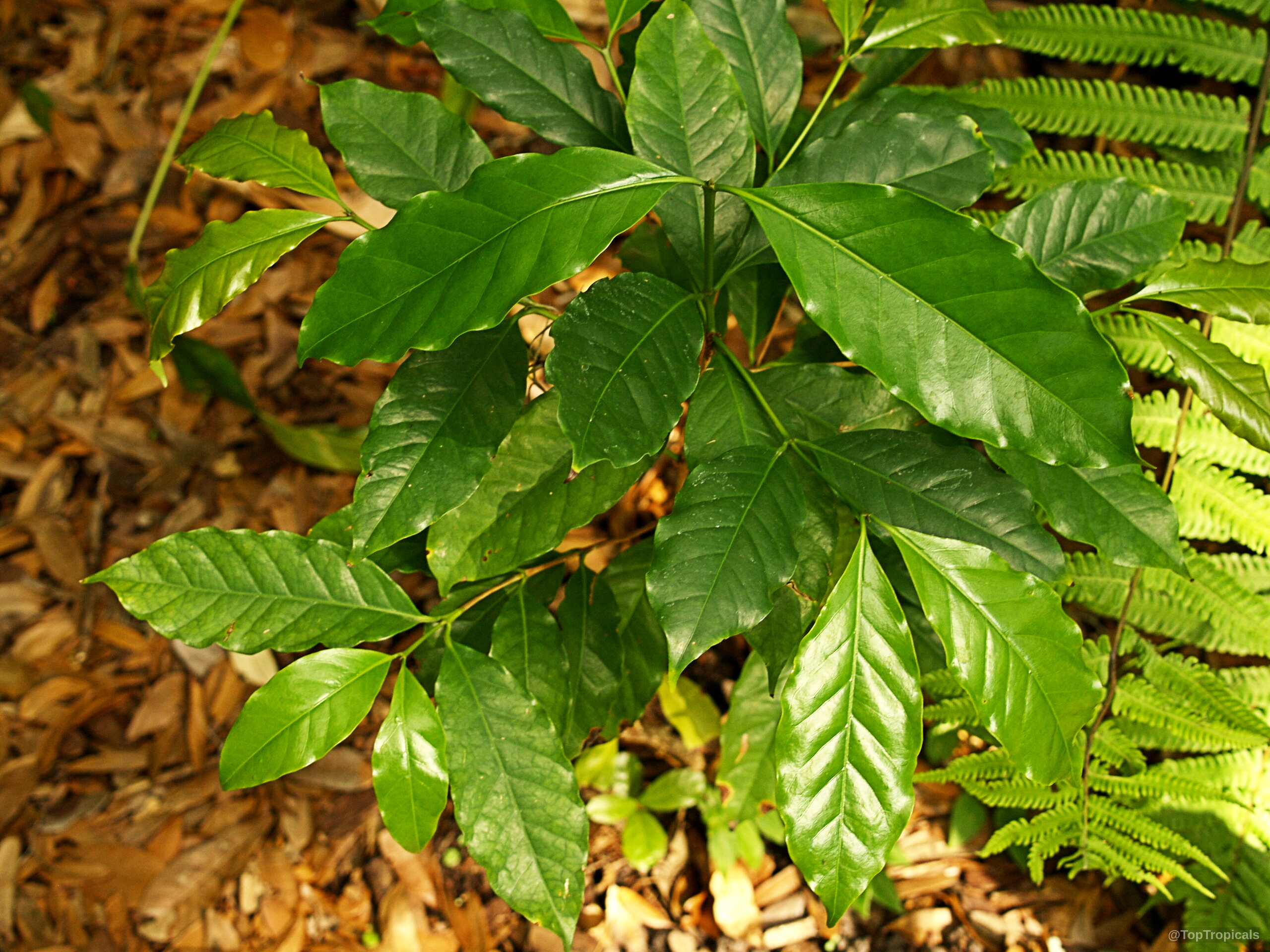 Coffea canephora (Coffee) green leaves spread outwards with a glossy texture from a central stem. Coffea canephora (Coffee) green leaves on a plant, close up top down overhead view.