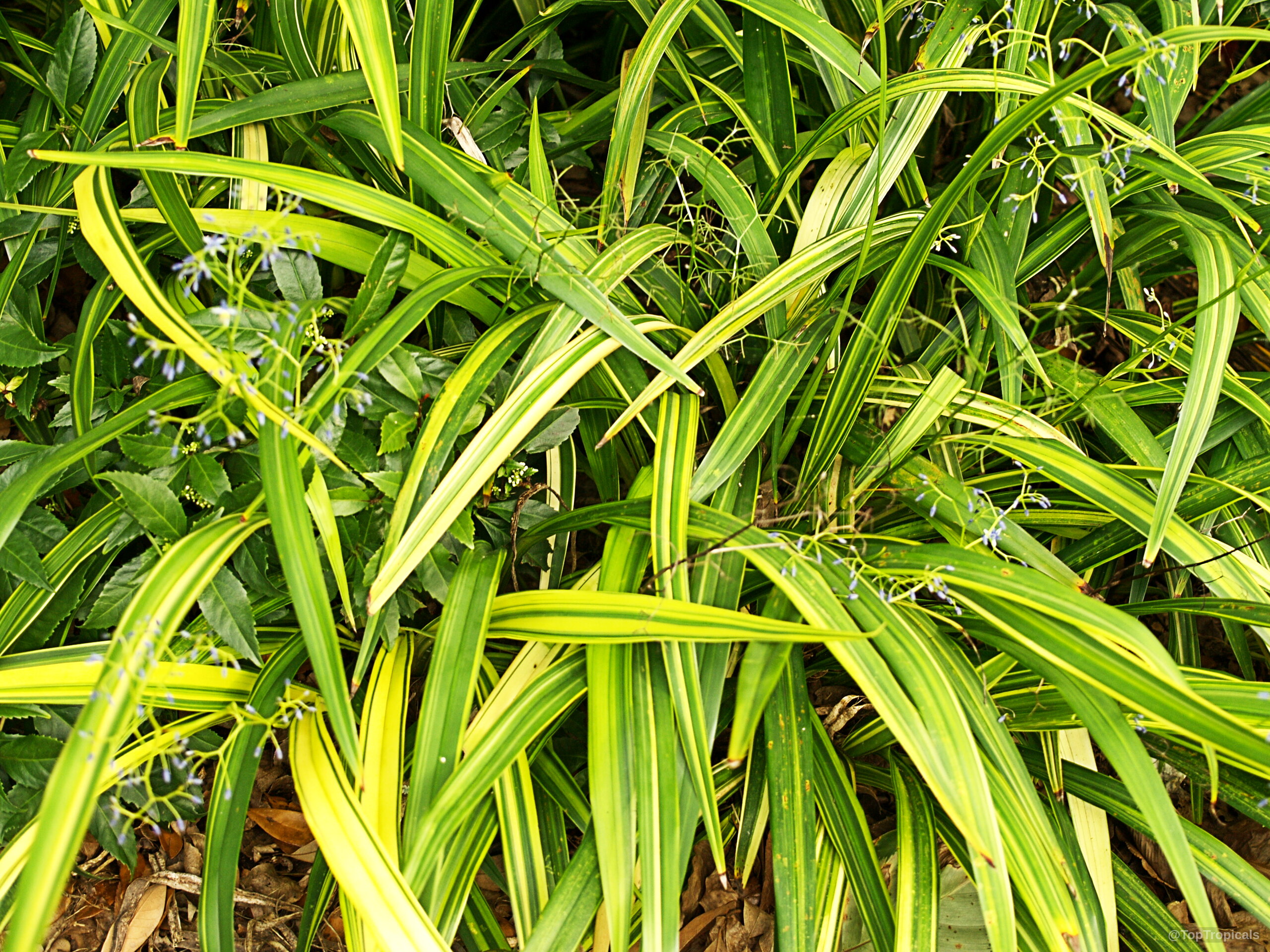 Dianella sp. (Flax Lily) showing long, slender leaves with yellow stripes and small blue flowers. Dianella sp. (Flax Lily) with long yellow and green leaves plant close up.