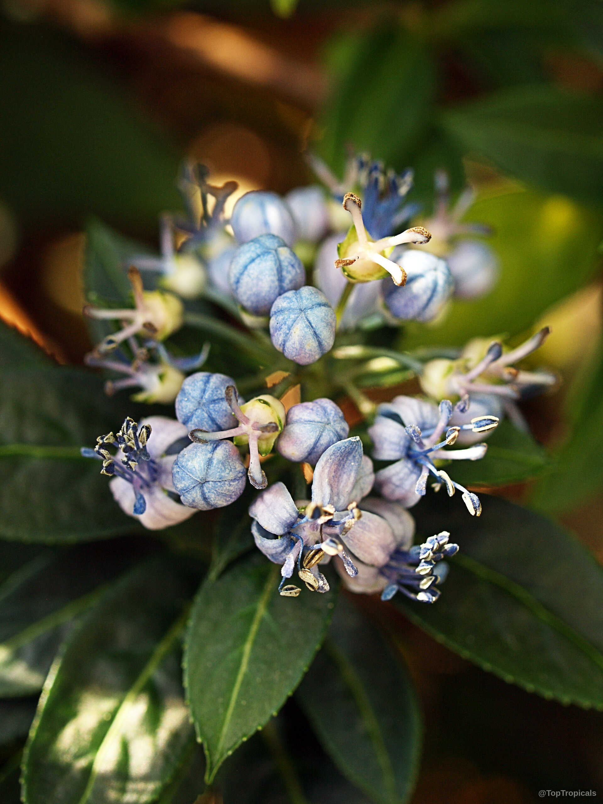 Dichroa sp. (Dichroa) blue flower cluster with round buds and delicate star shaped open petals Dichroa sp. (Dichroa) blue flower close up showing round buds and open starry petals