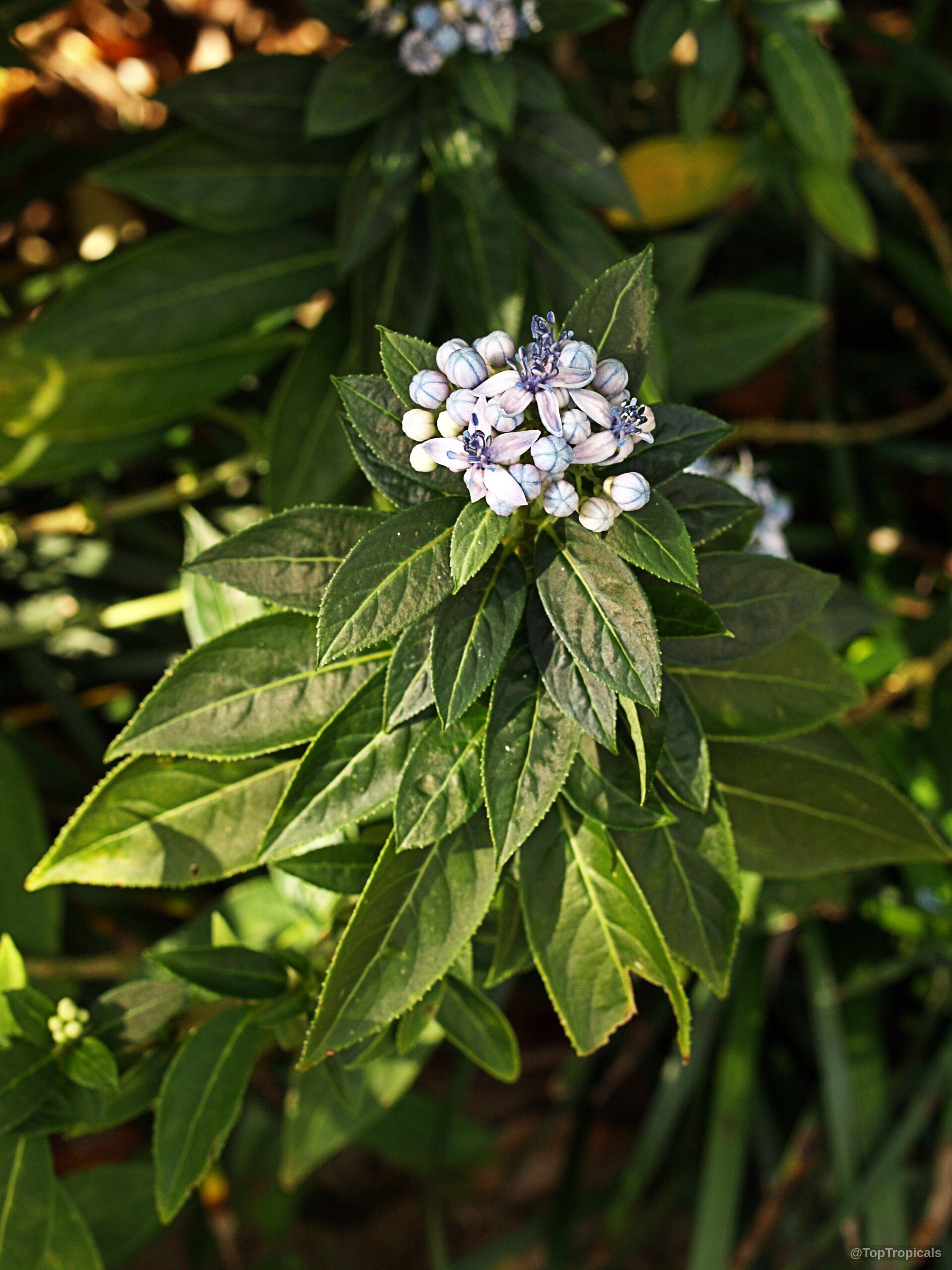 Dichroa sp. (Dichroa) reveals blue flower buds emerging atop dark green pointed foliage. Dichroa sp. (Dichroa) blue flower close up surrounded by dark green pointed leaves.