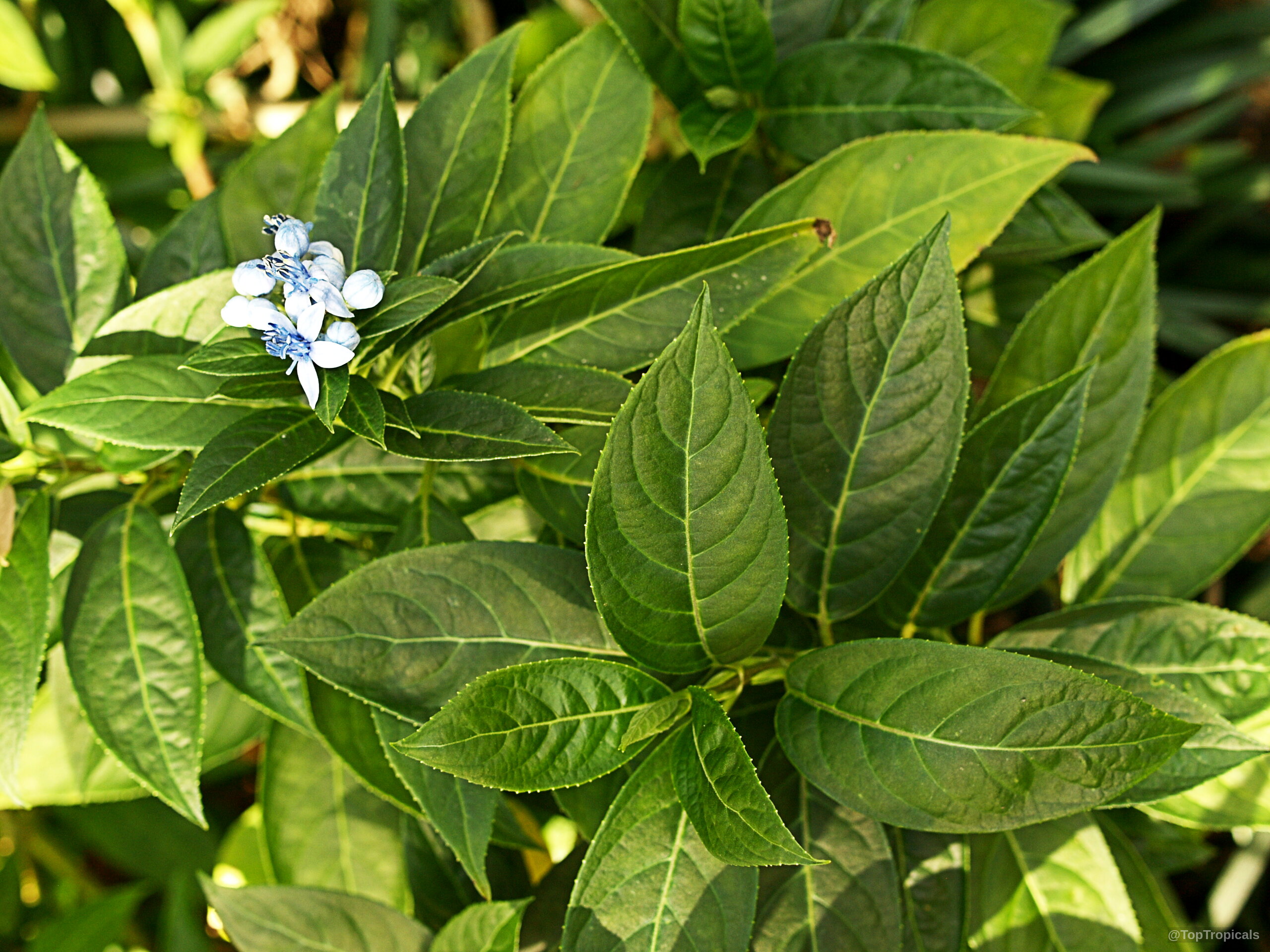 Dichroa sp. (Dichroa) with blue flower nestled among pointed green leaves on the stem. Dichroa sp. (Dichroa) blue flower and green leaves close up on small branch