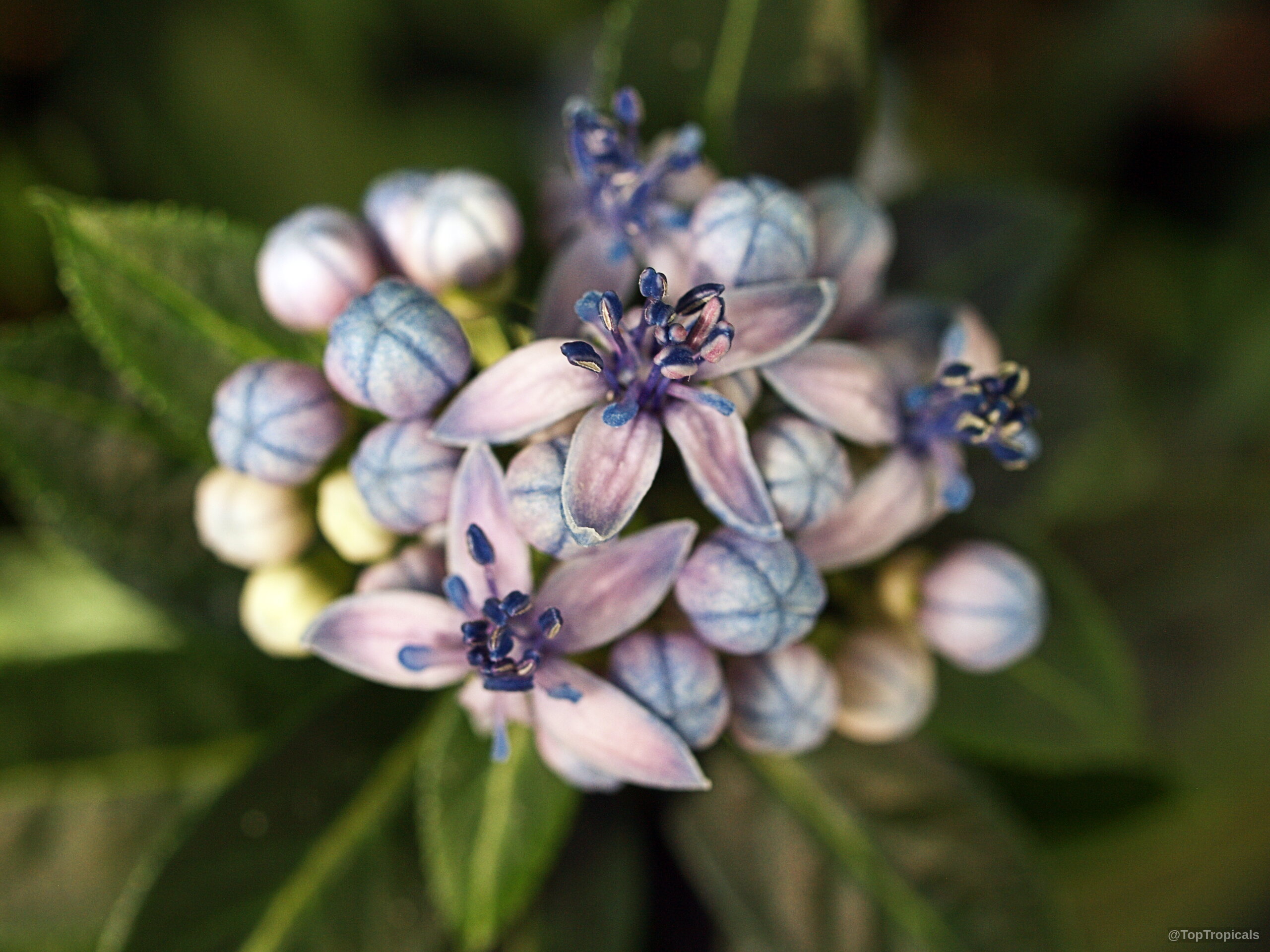 Dichroa sp. (Dichroa) flower cluster showing numerous round buds and open star shaped petals. Dichroa sp. (Dichroa) close up with pale blue star shaped flower cluster