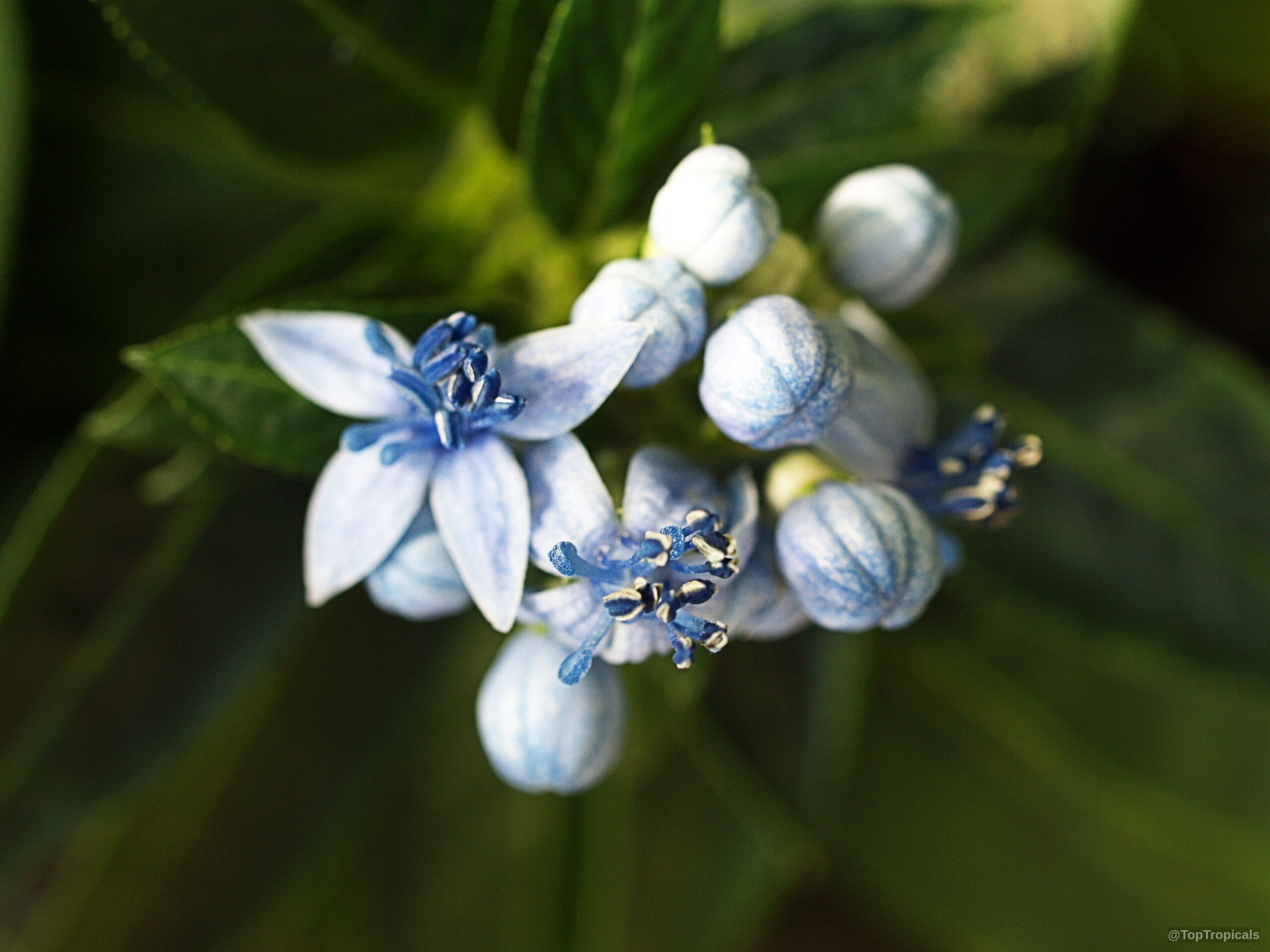 Dichroa sp. (Dichroa) flower cluster with pale blue petals and deep indigo center stamens and buds. Dichroa sp. (Dichroa) light blue flower close up, showing pointed petals and deep indigo stamens.