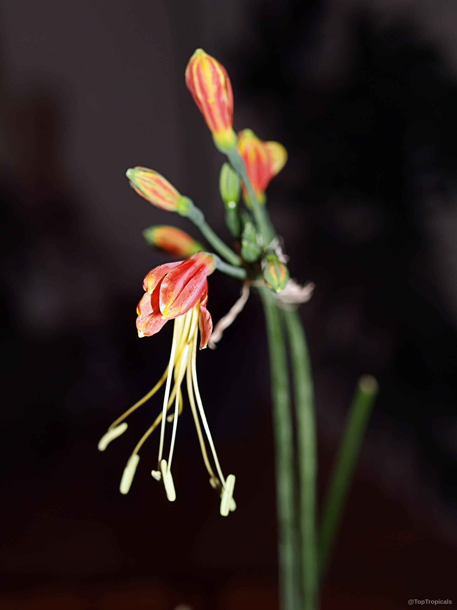 Eucrosia bicolor (Peruvian Lily) orange flower close up with long yellow stamens for decorative use.