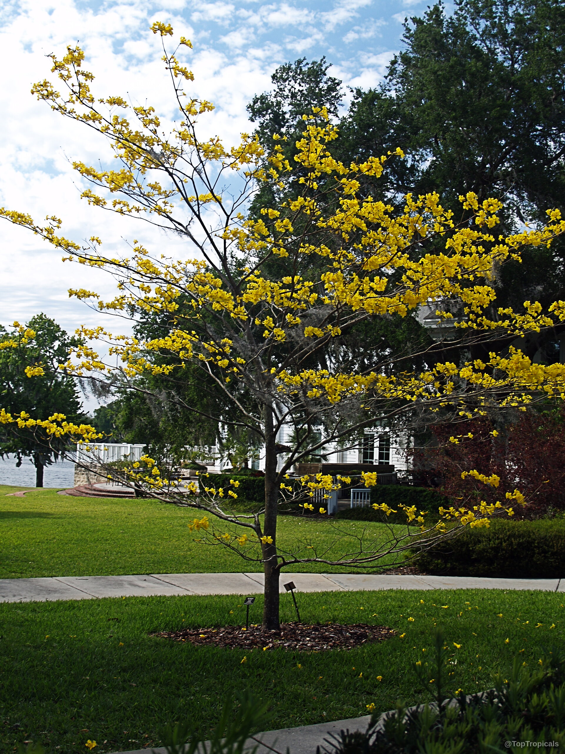 Handroanthus chrysotrichus (Dwarf Golden Tabebuia) tree with many small yellow flowers covering thin woody branches Handroanthus chrysotrichus (Dwarf Golden Tabebuia) tree with vibrant yellow flowers on many thin branches