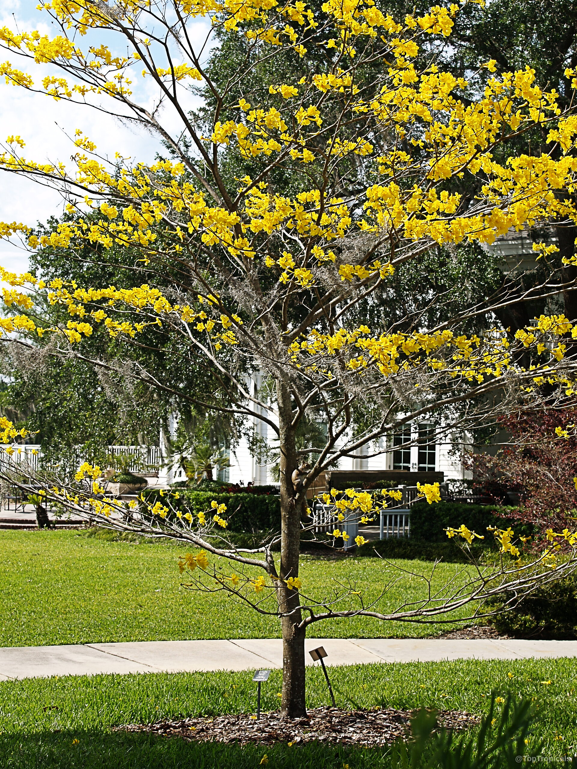 Handroanthus chrysotrichus (Dwarf Golden Tabebuia) covered in yellow flowers on thin spreading brown branches. Handroanthus chrysotrichus (Dwarf Golden Tabebuia) tree with yellow flowers and thin brown branches reaching upward.