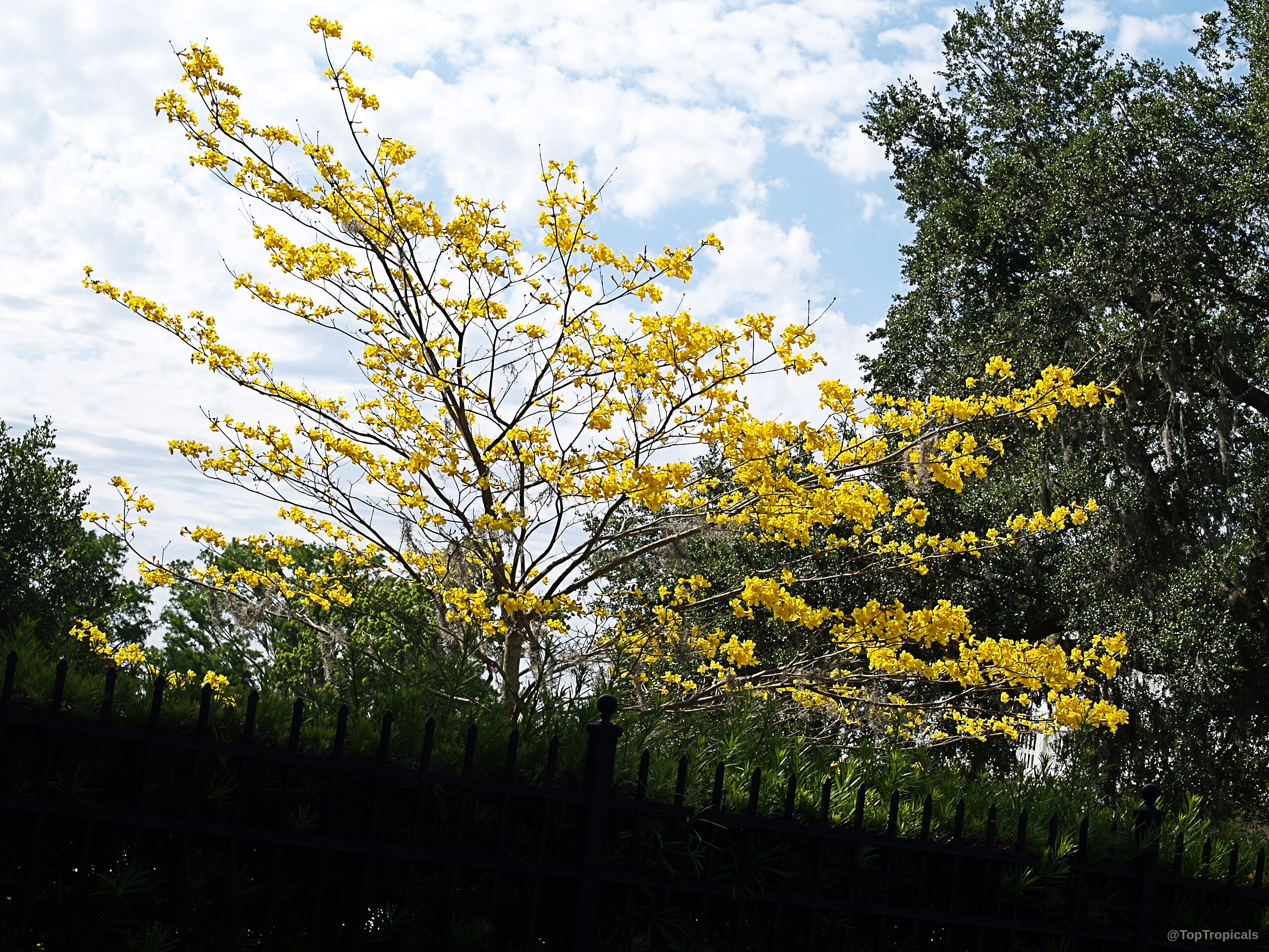 Handroanthus chrysotrichus (Dwarf Golden Tabebuia) tree with clusters of yellow flowers against a cloudy sky Handroanthus chrysotrichus (Dwarf Golden Tabebuia) tree with yellow flowers on thin brown wooden branches