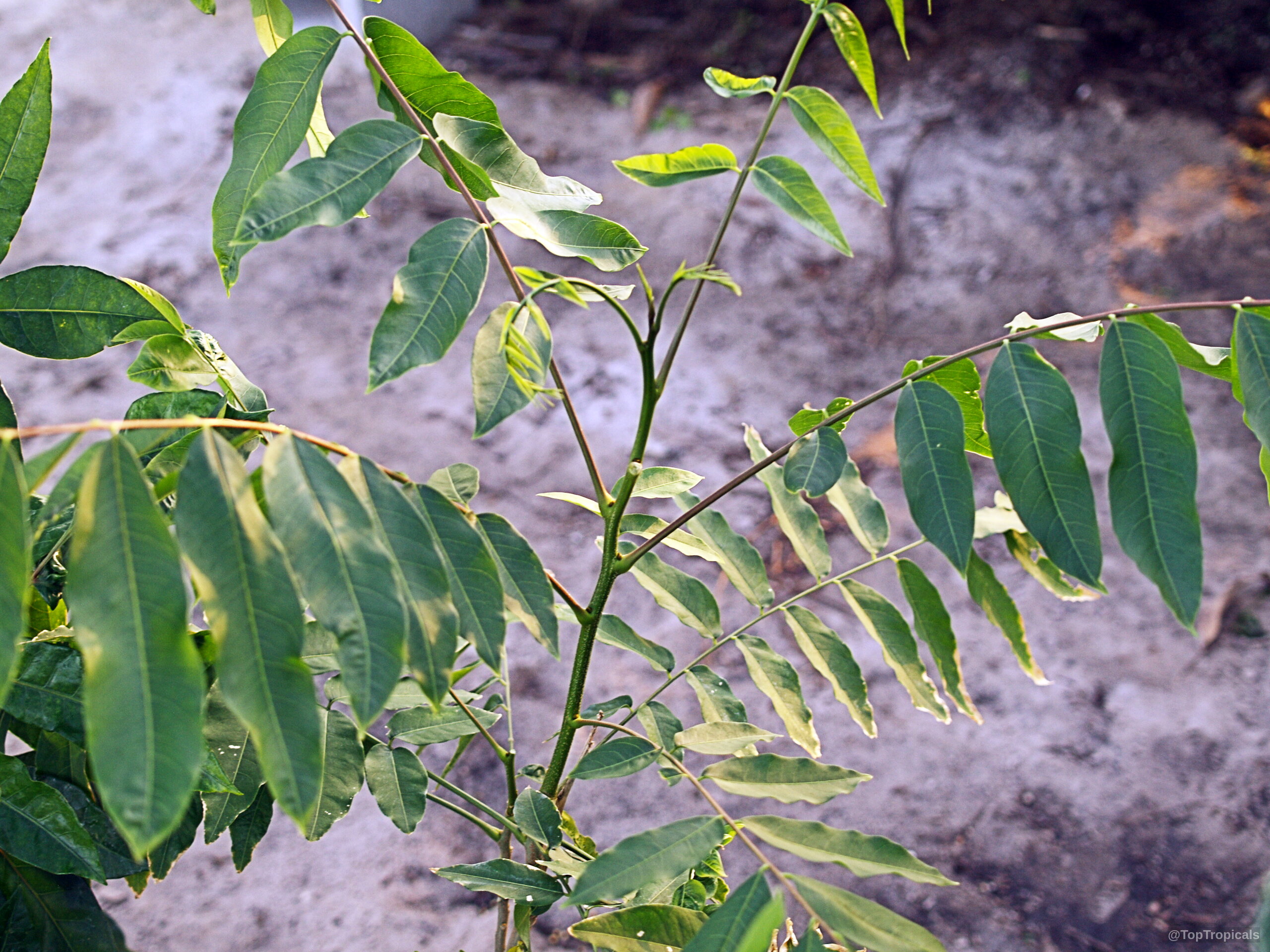 Harpephyllum caffrum (Wild Plum) branches with compound green leaves spreading out from the central stem. Harpephyllum caffrum (Wild Plum) green leaves on branch close up for botanical plant study