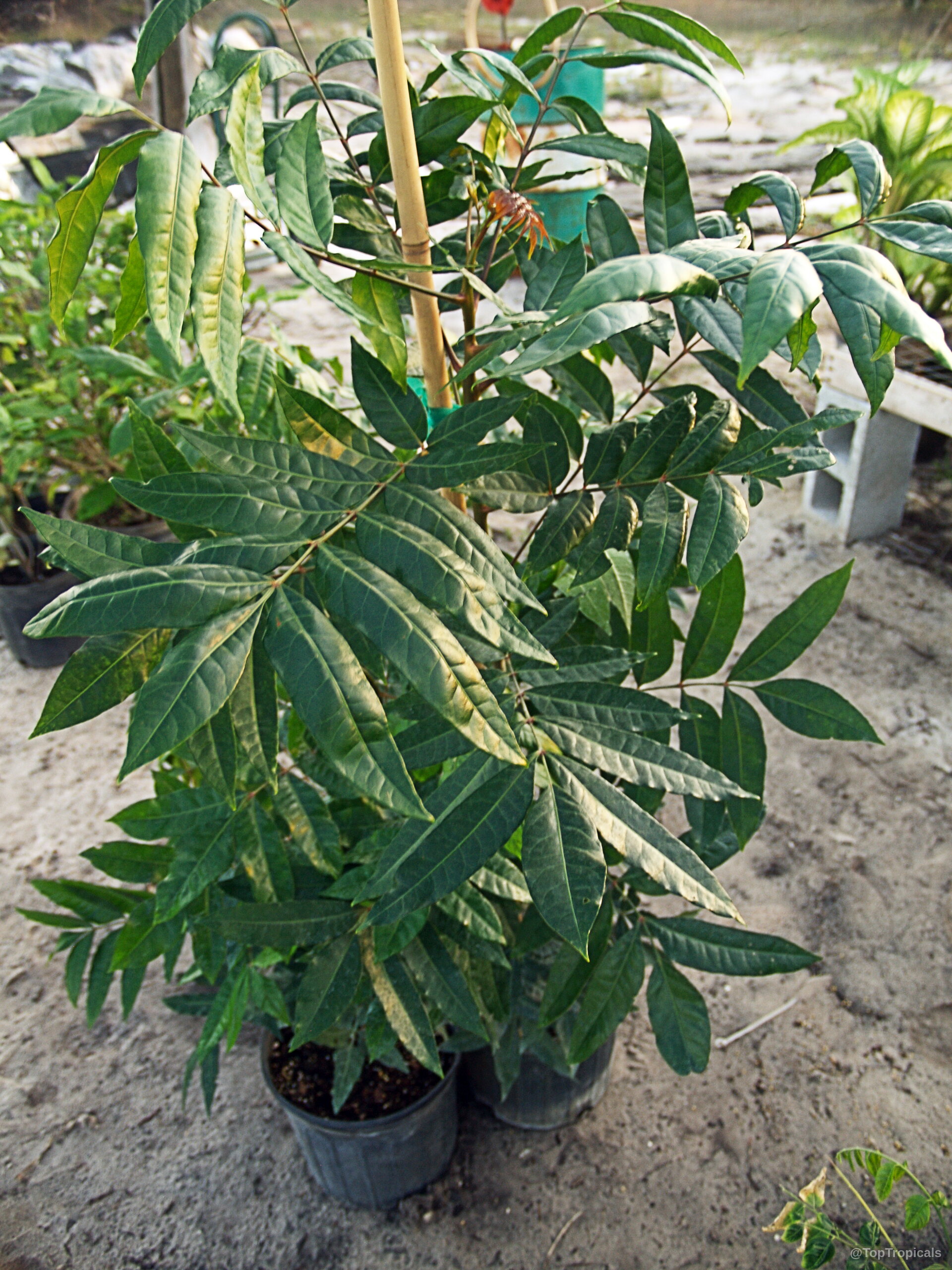 Harpephyllum caffrum (Wild Plum) grows as a tall plant with dense green foliage in plastic pots. Harpephyllum caffrum (Wild Plum) green plant with glossy narrow leaves and central wooden support stake