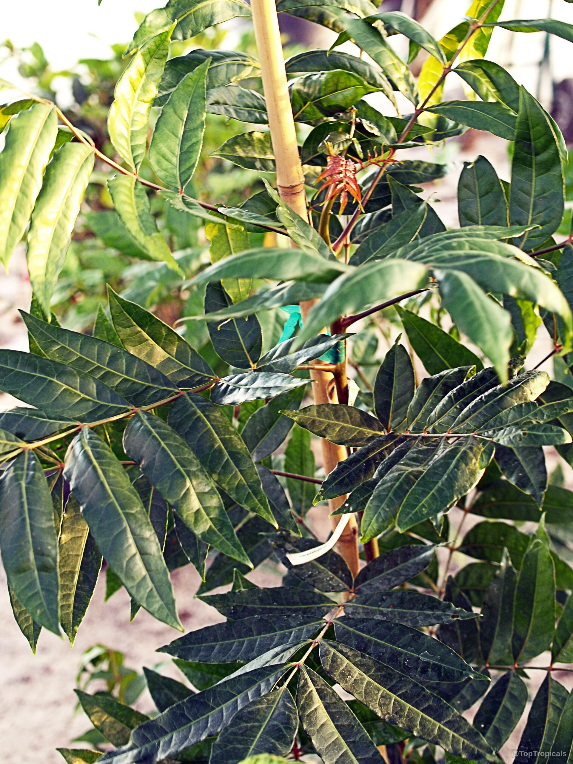 Harpephyllum caffrum (Wild Plum) with compound green leaves attached to a sturdy bamboo support stake Harpephyllum caffrum (Wild Plum) plant with dark green glossy leaves on a wooden stake