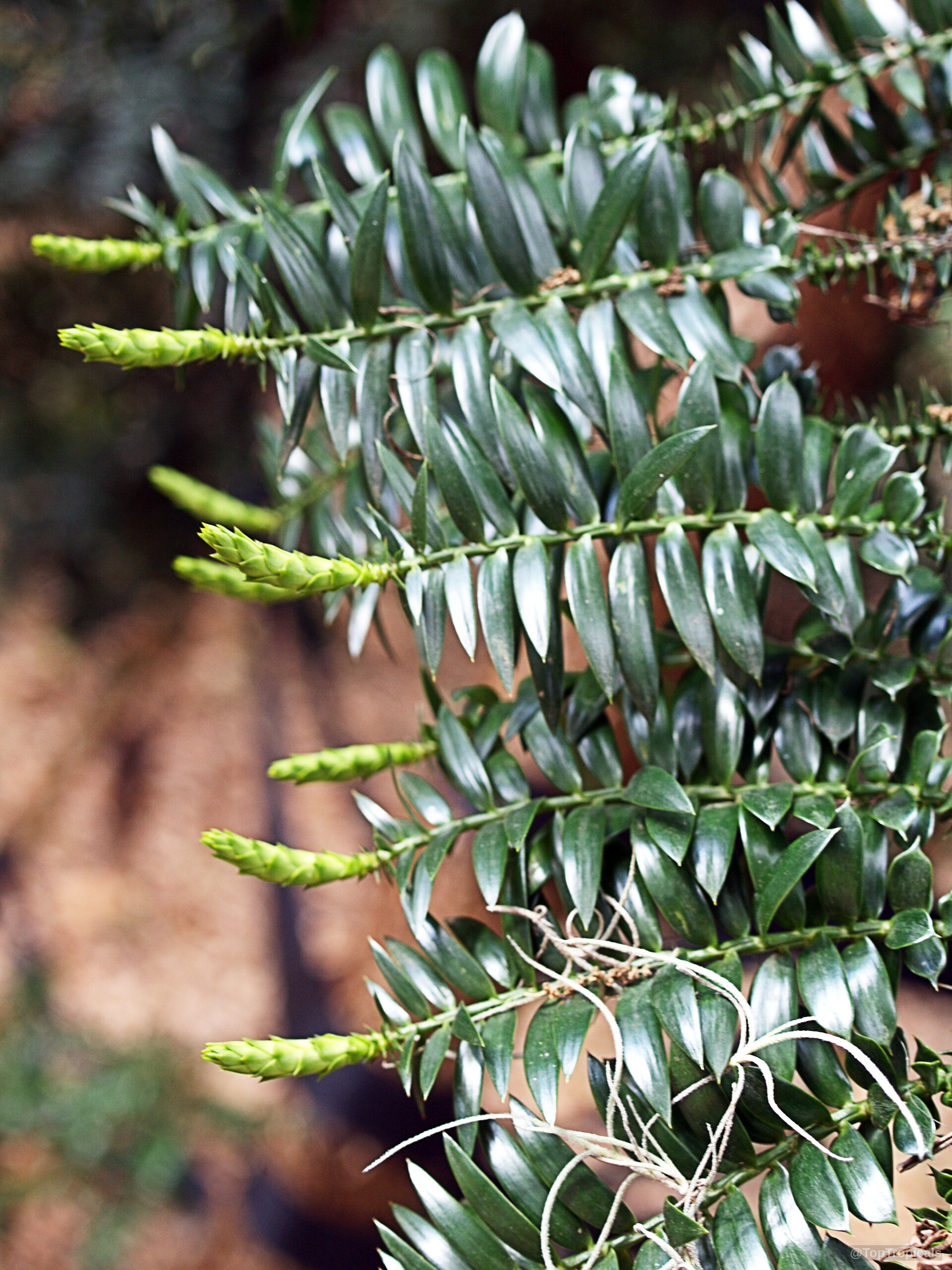 Huperzia phlegmarioides (Layered Tassel Fern) showing distinct layered foliage with narrow green branch tips. Huperzia phlegmarioides (Layered Tassel Fern) dark green plant with light green narrow leaf branch tips.