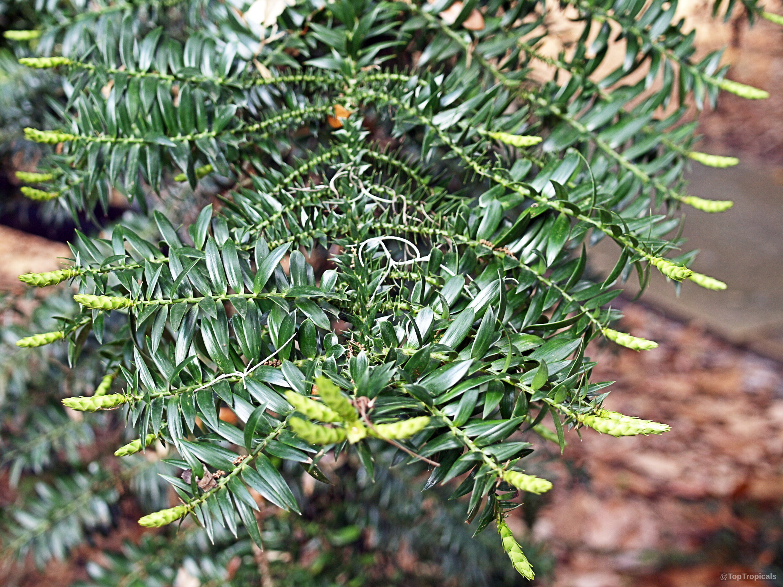 Huperzia phlegmarioides (Layered Tassel Fern) showing long pendulous stems with narrow foliage and light tips. Huperzia phlegmarioides (Layered Tassel Fern) dark green plant with light green slender hanging leaves