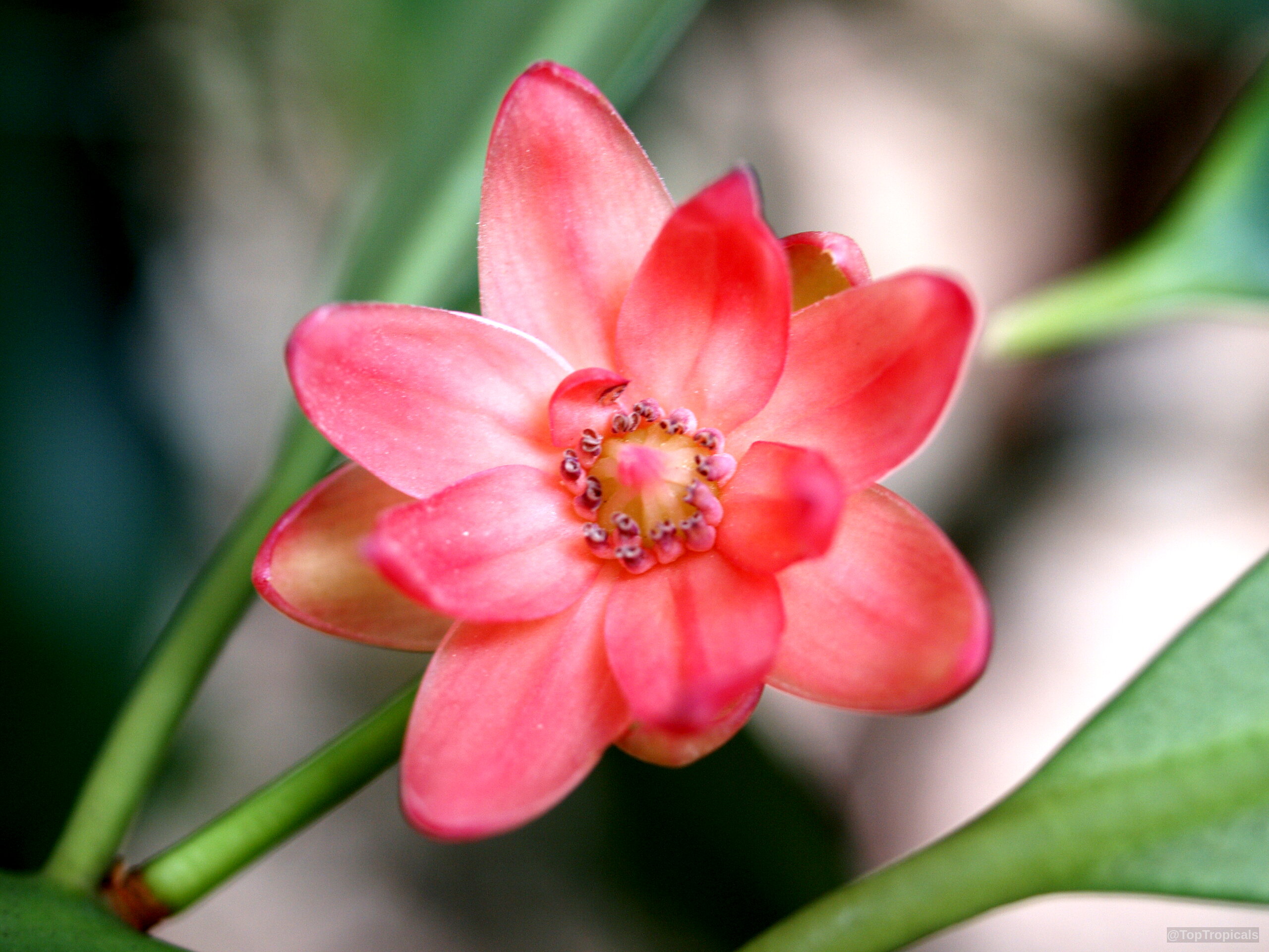 Illicium sp. (False Anise) pink flower with multiple narrow petals and central stamens among green leaves Illicium sp. (False Anise) pink flower close up with green stems in soft light