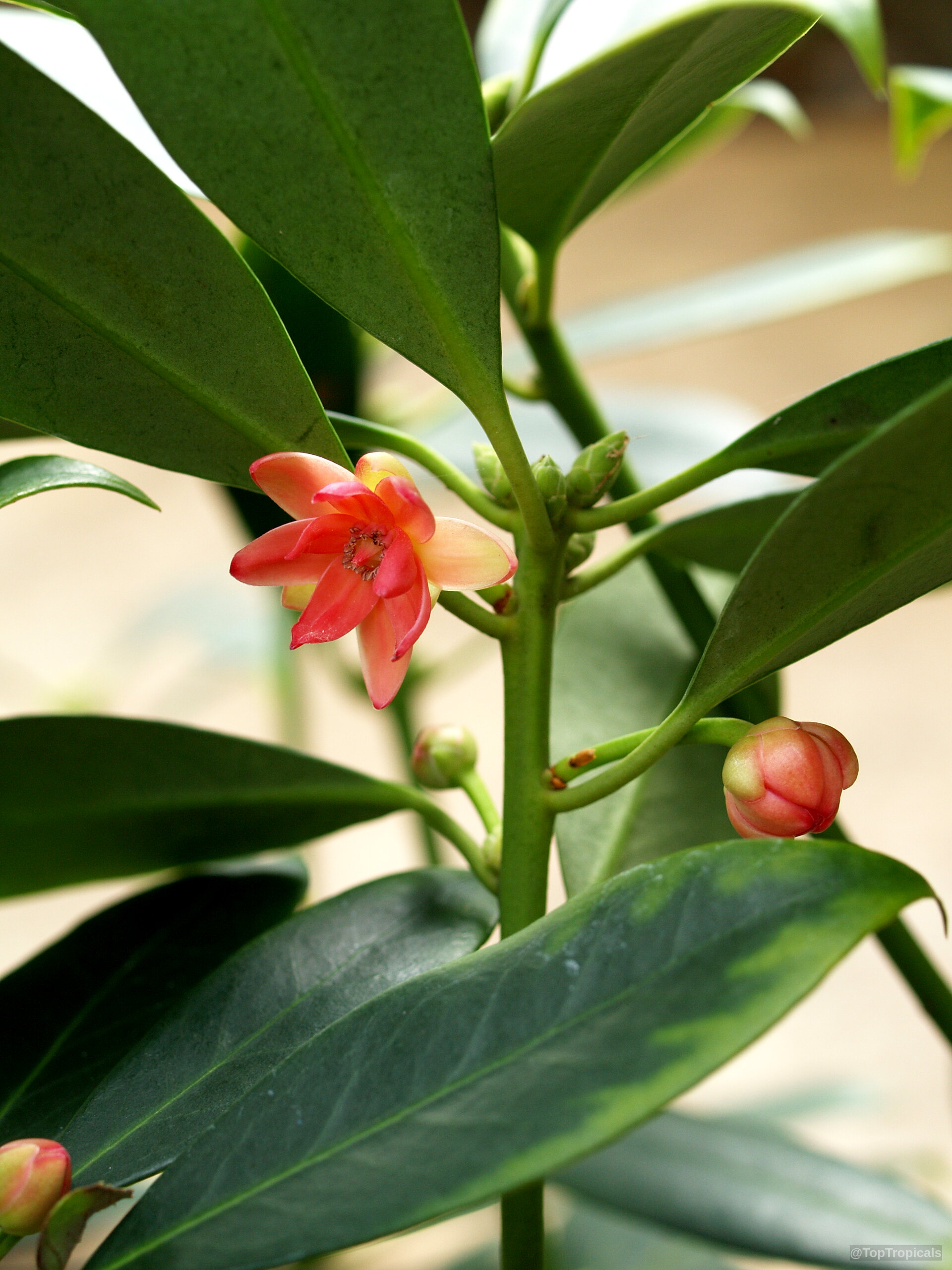 Illicium sp. (False Anise) pink flower growing among thick smooth dark green foliage on the stem. Illicium sp. (False Anise) pink flower with long smooth green leaves in a close up.