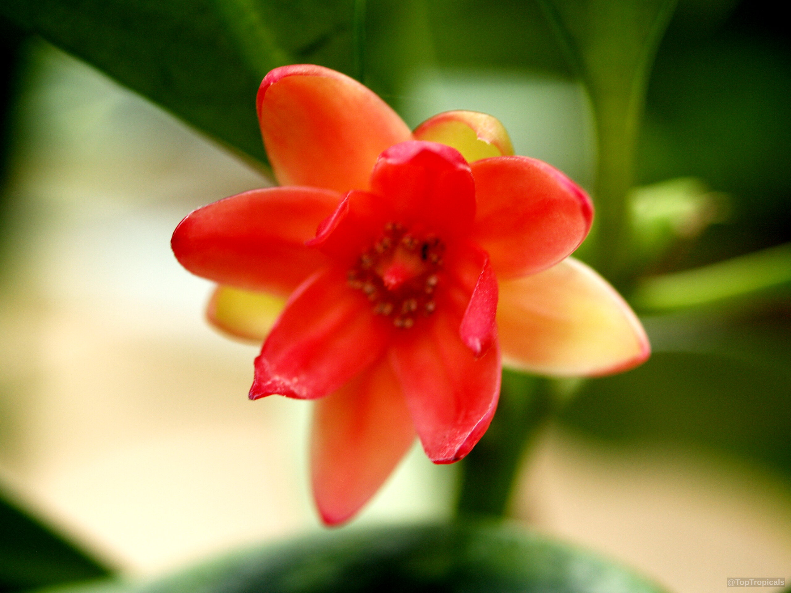 Illicium sp. (False Anise) flower with layered red petals and a small center, green leaves visible. Illicium sp. (False Anise) red flower close up with orange tones, deep green background leaves.