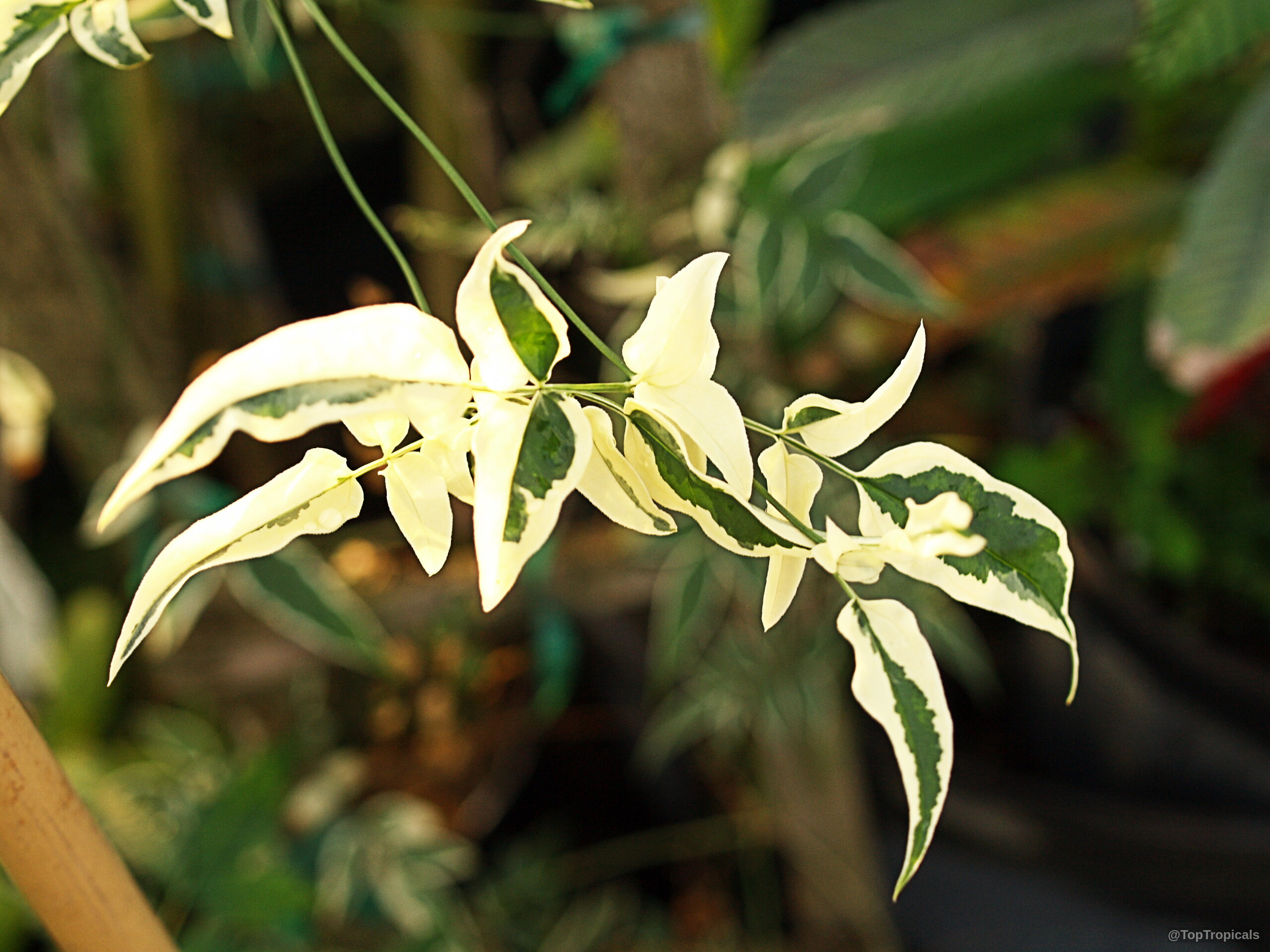Jasminum polyanthum (Pink jasmine) leaves show off white and green tones along the thin stems. Jasminum polyanthum (Pink jasmine) leaves with creamy white and green variegated plant foliage colors.