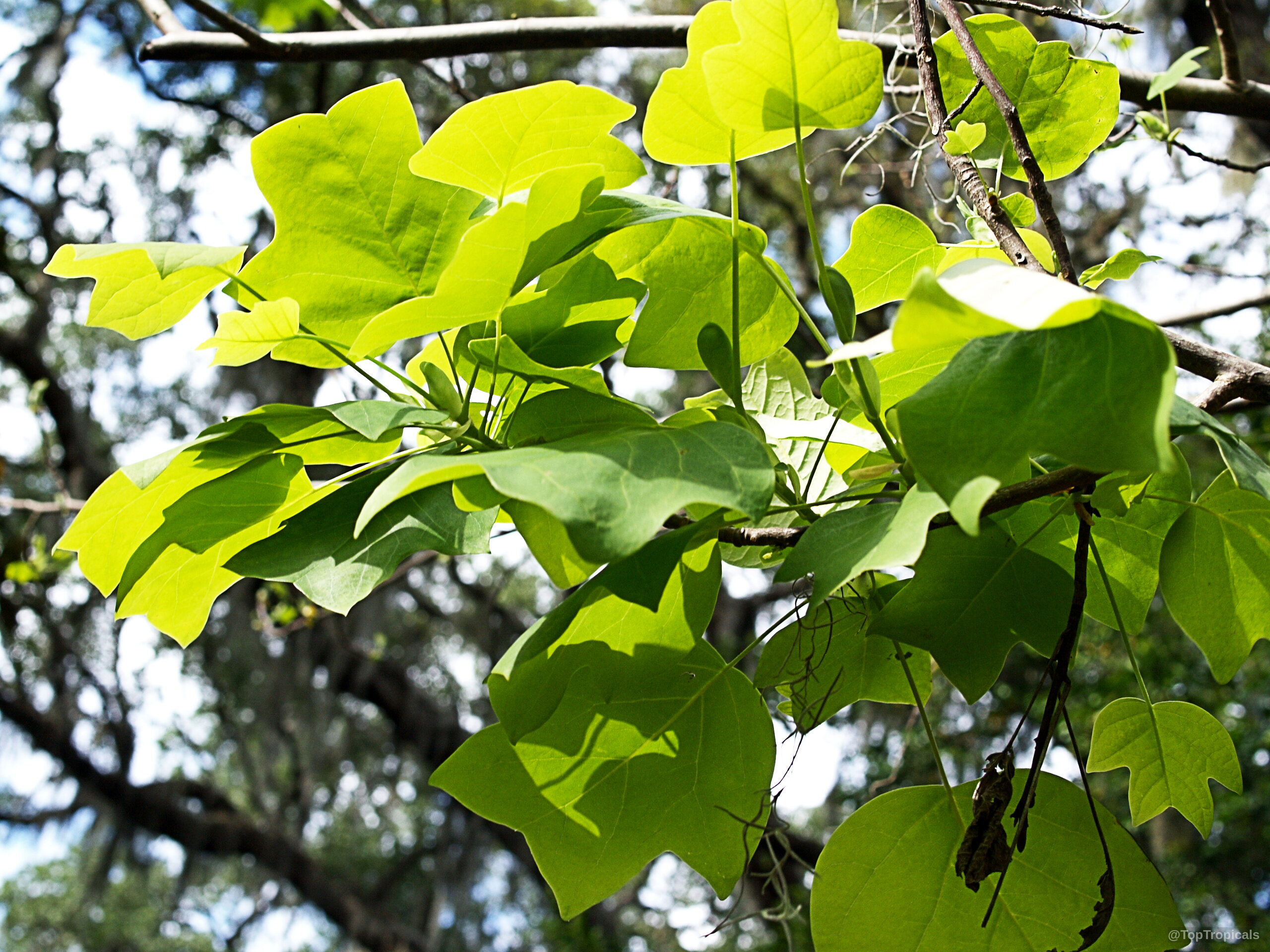 Liriodendron tulipifera (Tulip tree) leaves reveal their unique four-lobed structure on thin wooden branches. Liriodendron tulipifera (Tulip tree) with vibrant light green leaves on tree branches closeup view.