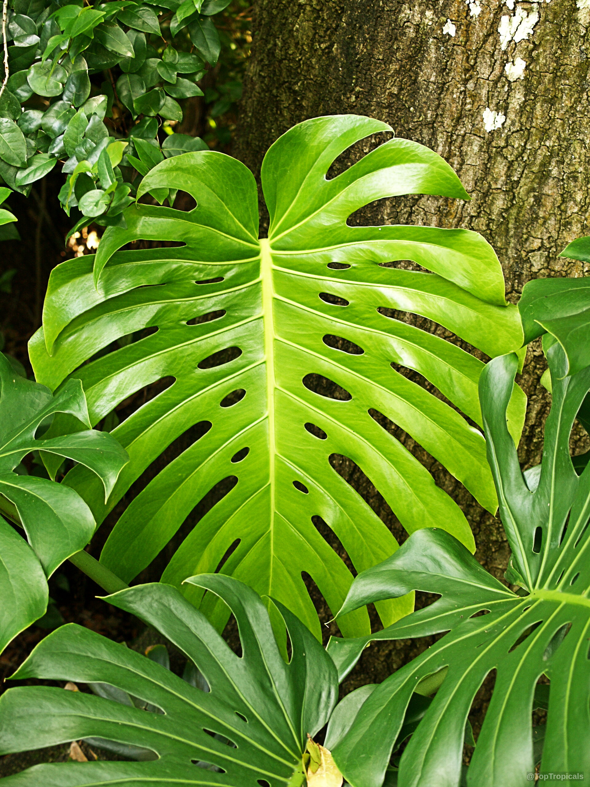 Monstera deliciosa (Swiss Cheese Plant) showing iconic split leaves with a light green color tone. Monstera deliciosa (Swiss Cheese Plant) bright green leaves with distinct natural slits and holes.