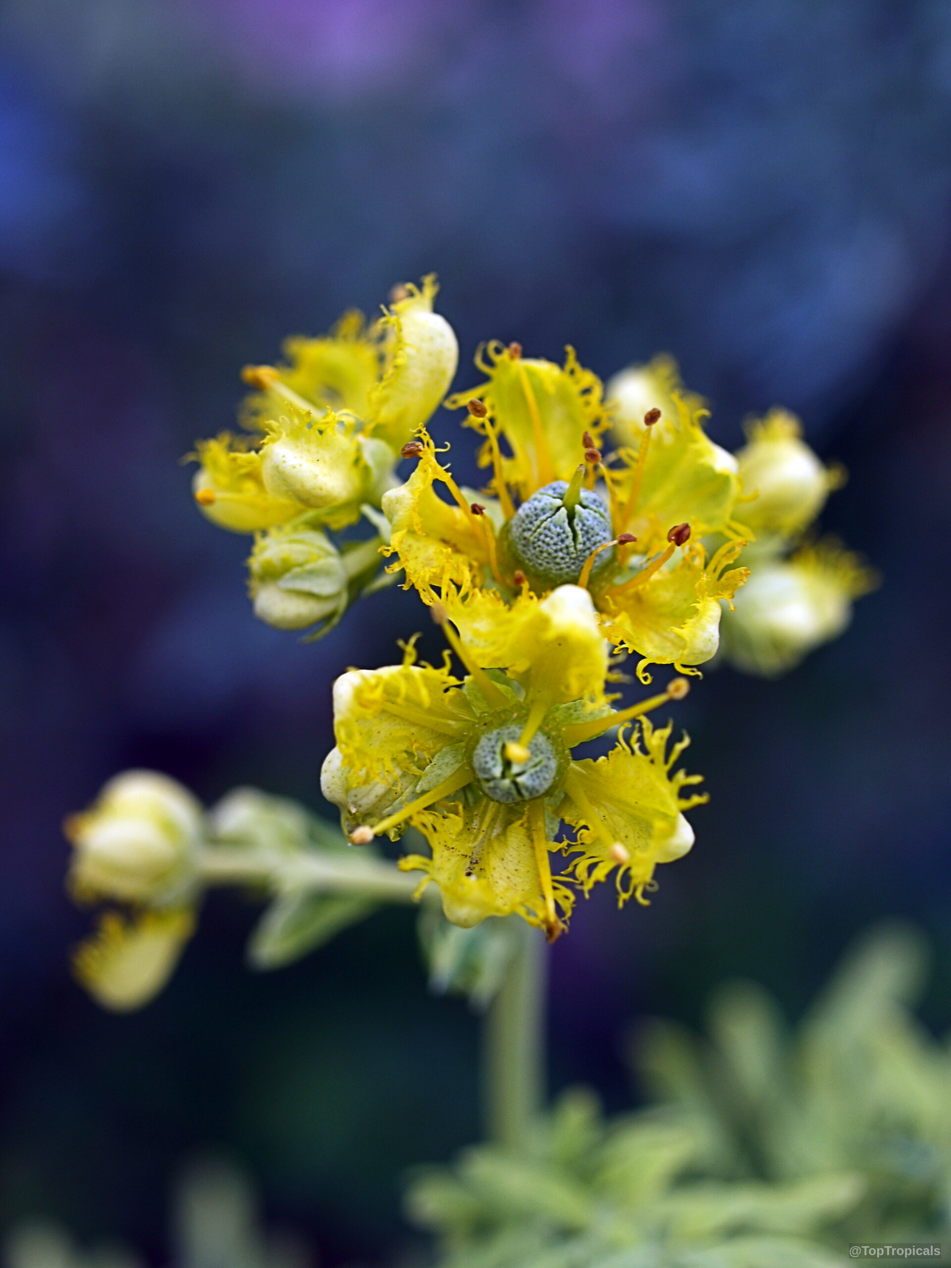 Ruta graveolens (Ruda) yellow flower with fringed petals and small center fruit in a close up. Ruta graveolens (Ruda) yellow flower close up capturing the fringed petals and small center fruit.