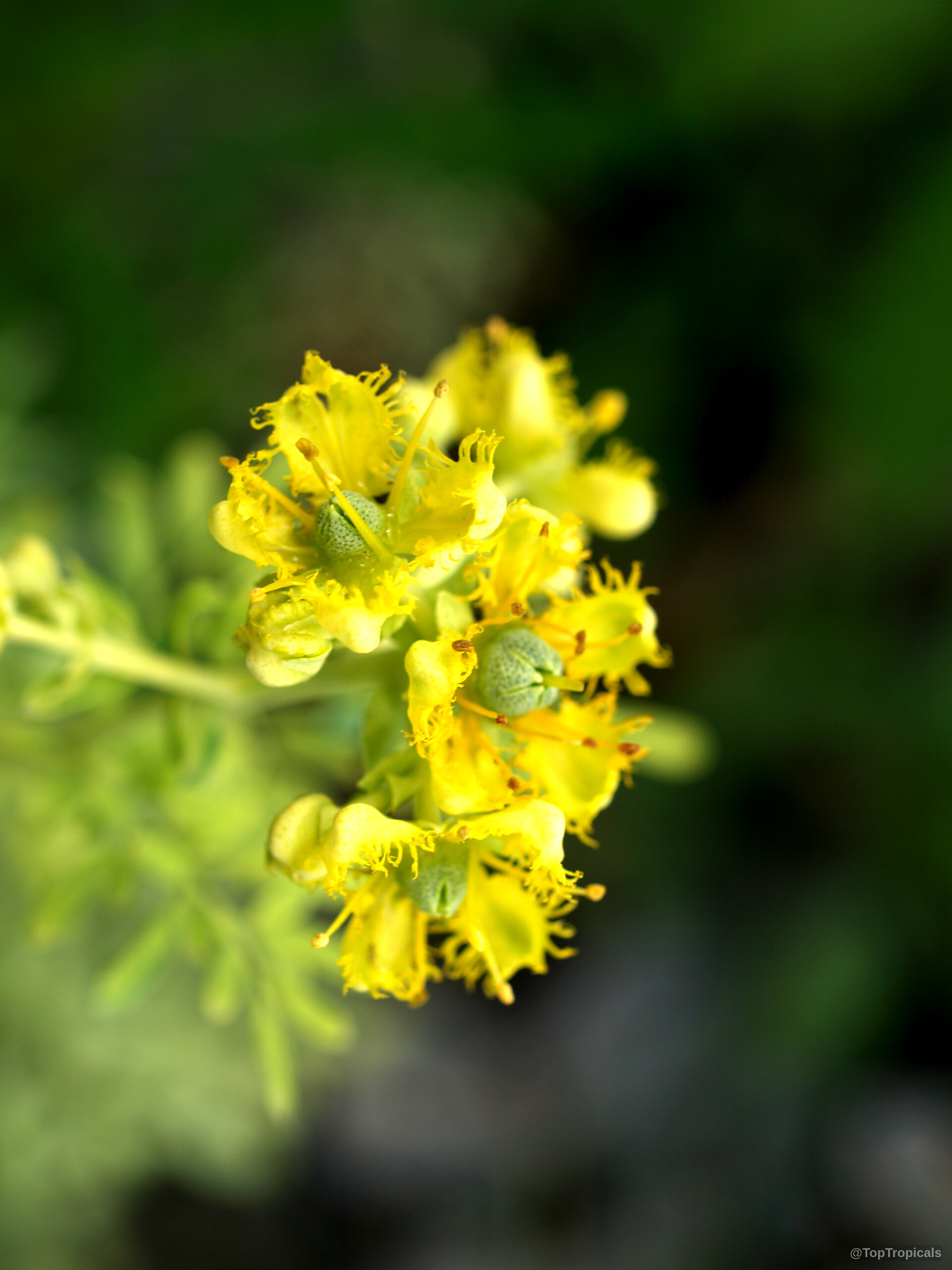 Ruta graveolens (Ruda) yellow flower cluster with intricate fringed petals and small central green buds. Ruta graveolens (Ruda) yellow flower cluster in a close up, detailed view of petals.