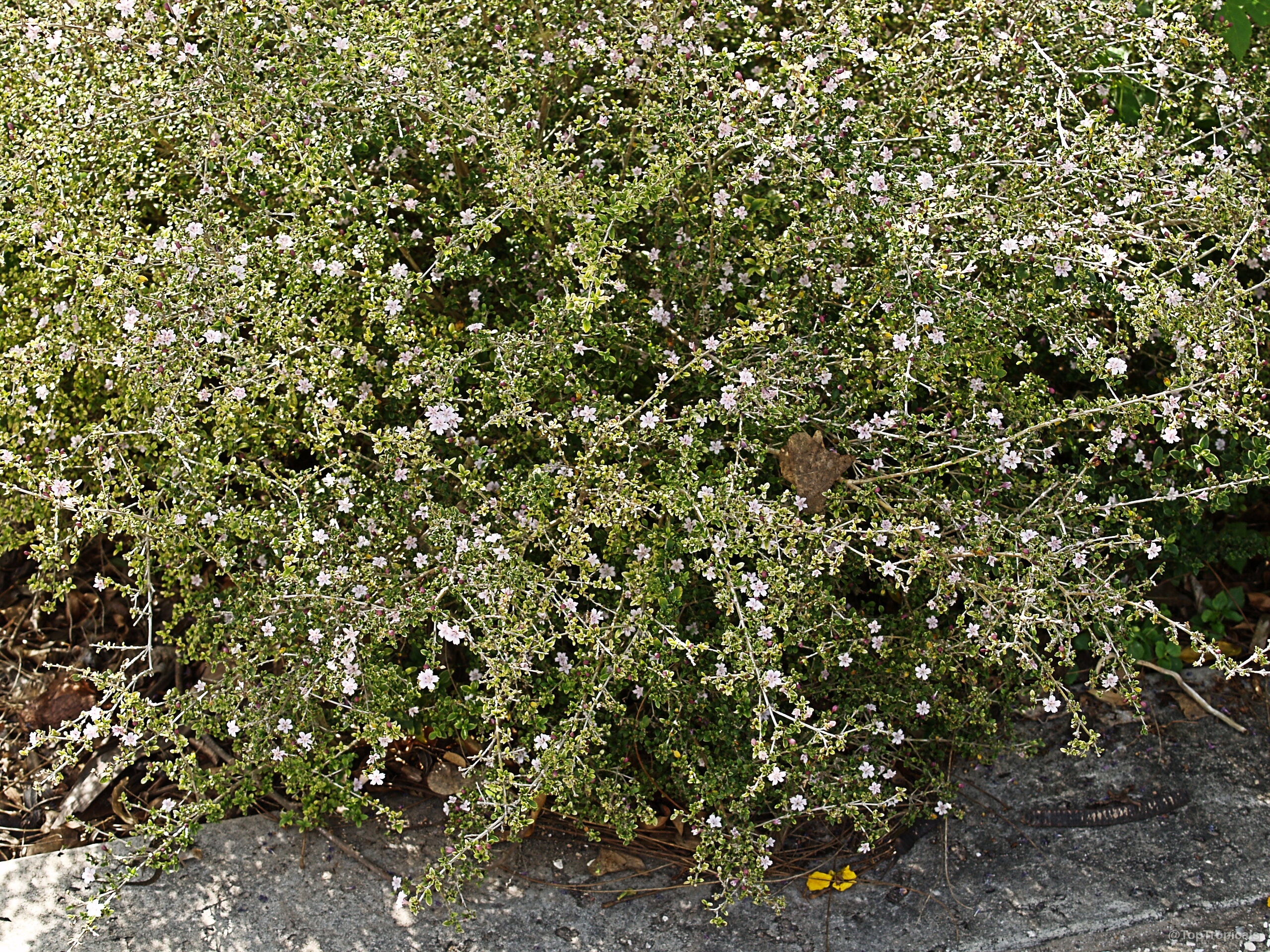 Serissa foetida (Tree of a Thousand Stars) dense shrub covered with numerous small white flower stars. Serissa foetida (Tree of a Thousand Stars) dense green plant with tiny white flower stars.